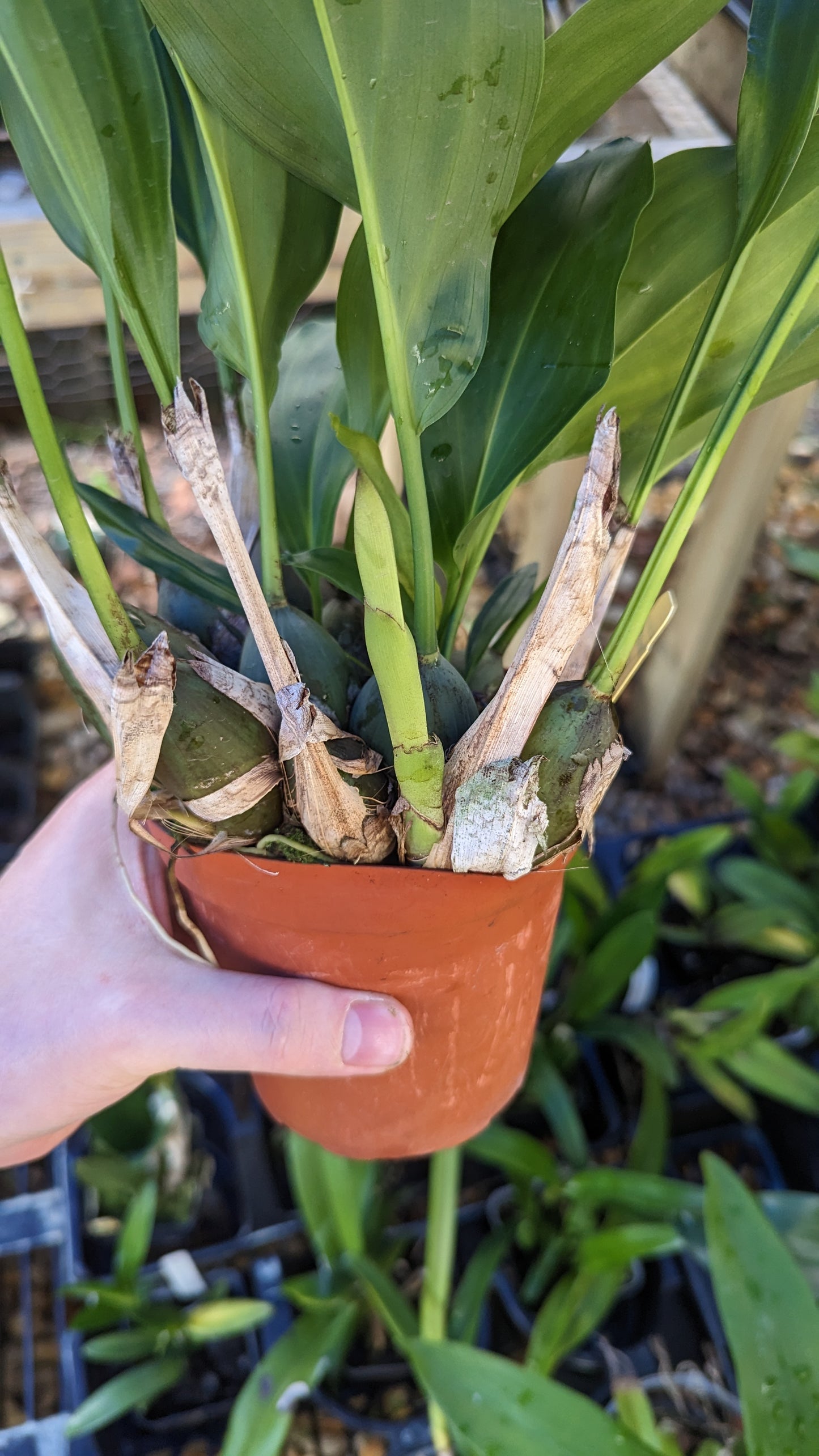 Dendrochilum magnum | Blooming size not in bloom | 4" pot