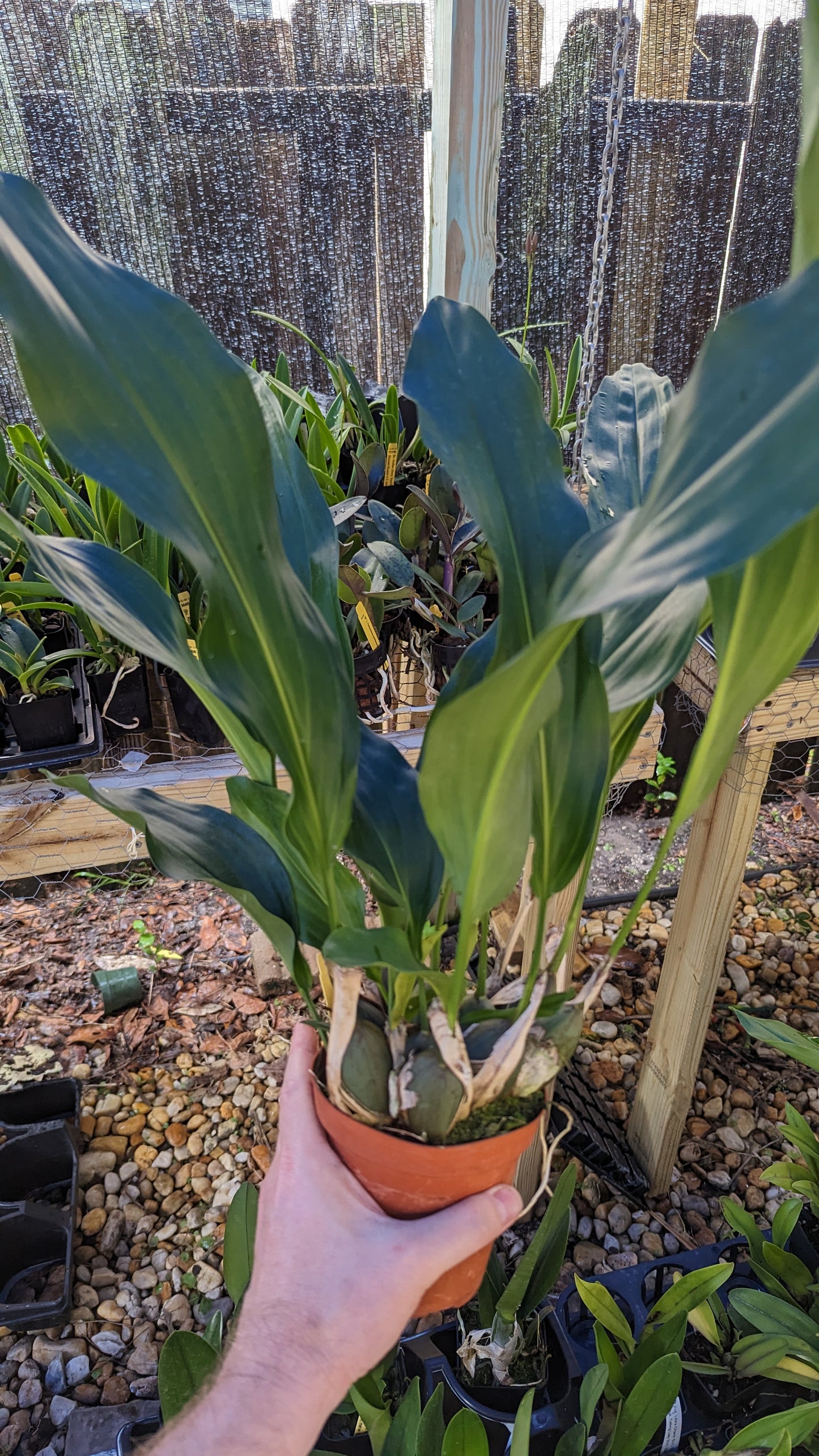 Dendrochilum magnum | Blooming size not in bloom | 4" pot