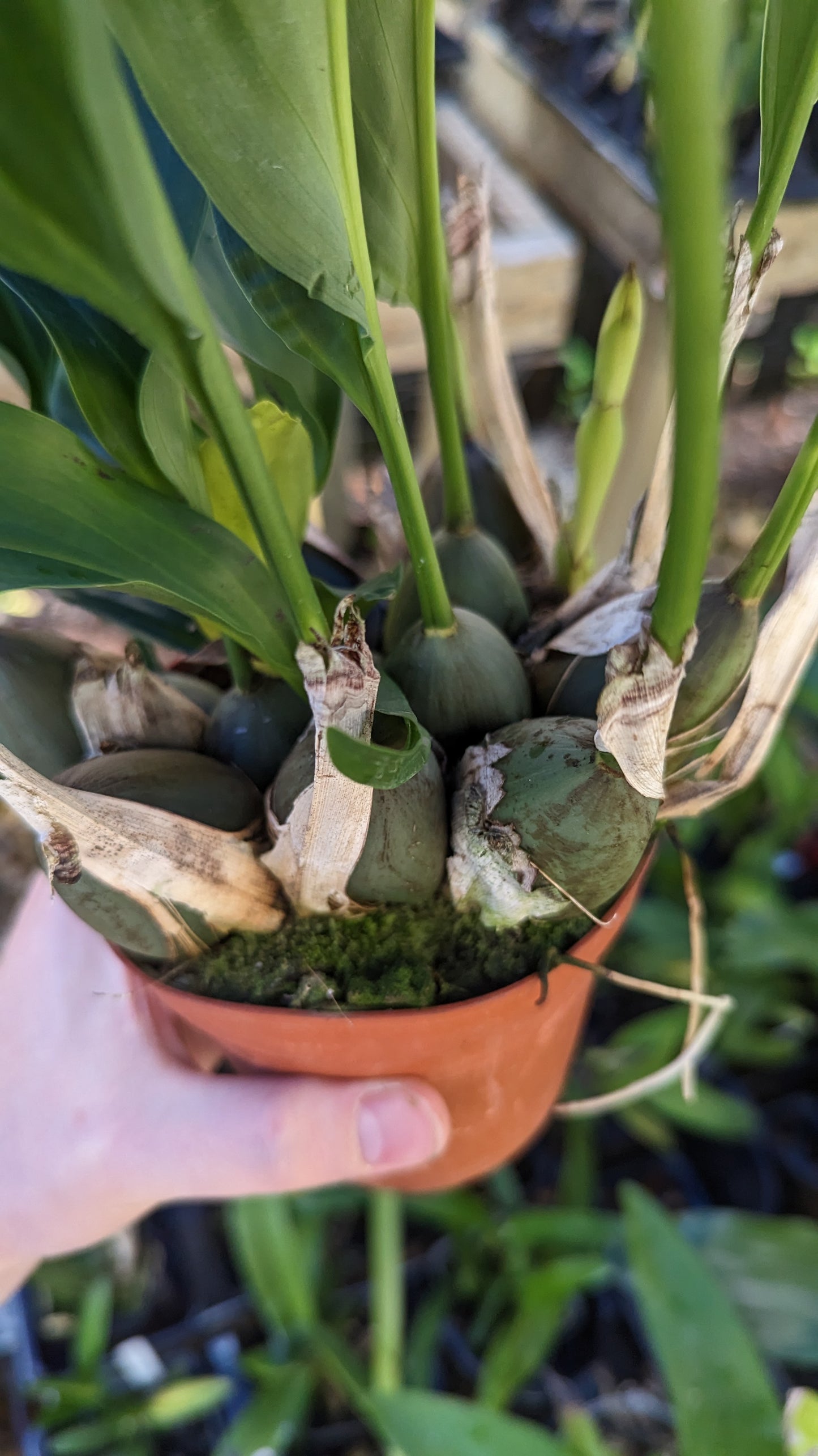 Dendrochilum magnum | Blooming size not in bloom | 4" pot