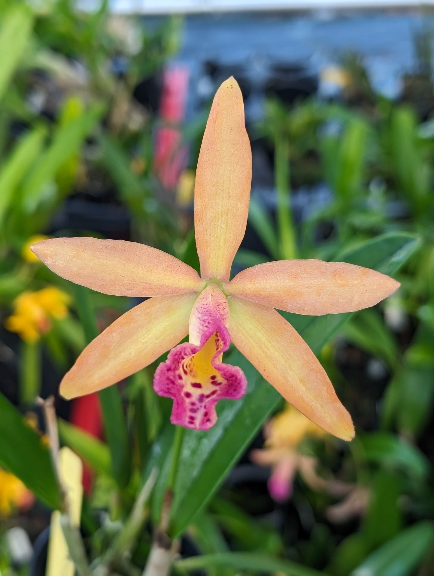 C. Small World x Bl. Richard Mueller 4N | Live Orchid | 3" Pot