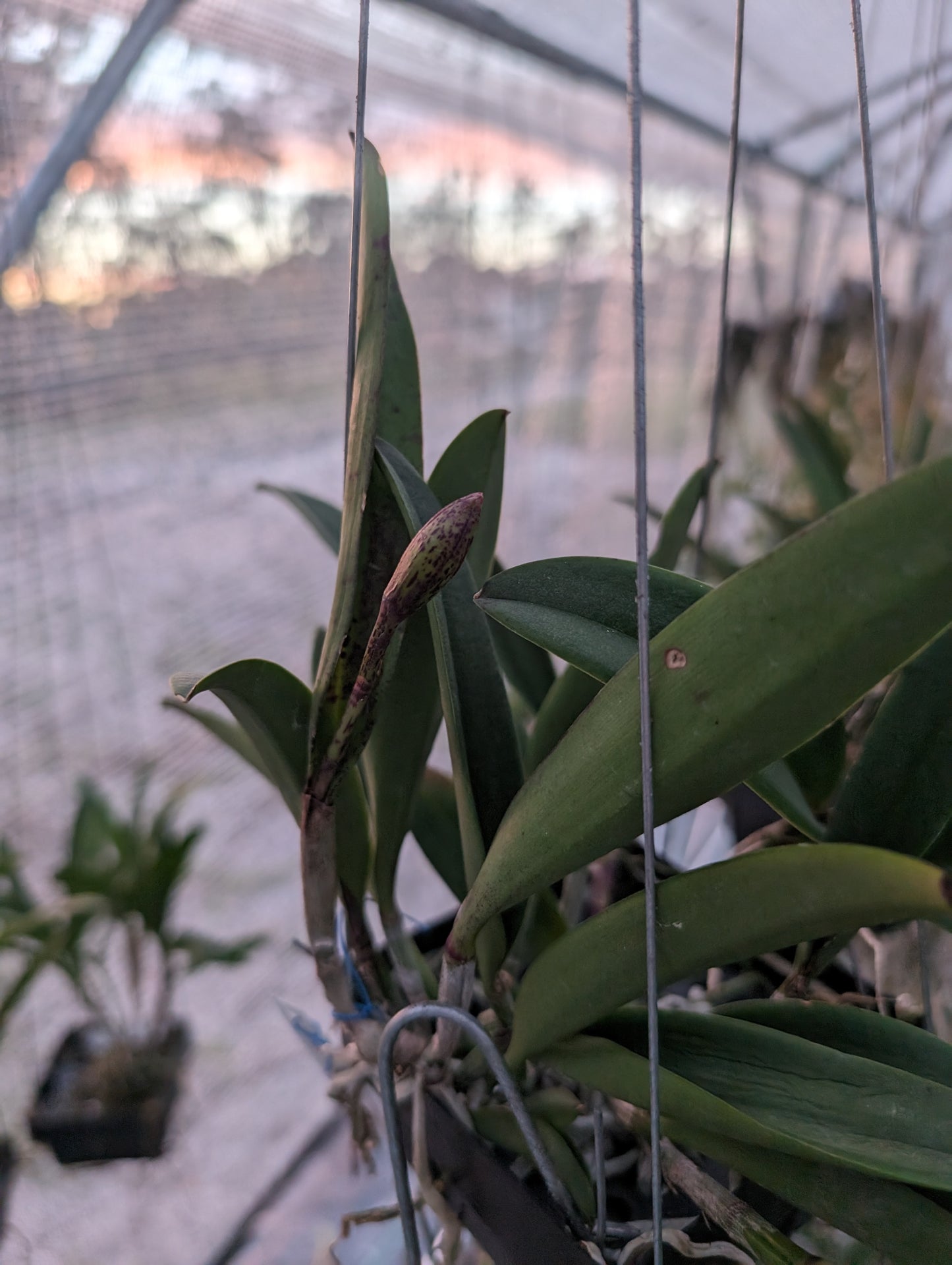 Cattleya Jairak Cosmos | BS not in bloom | Fresh Imports