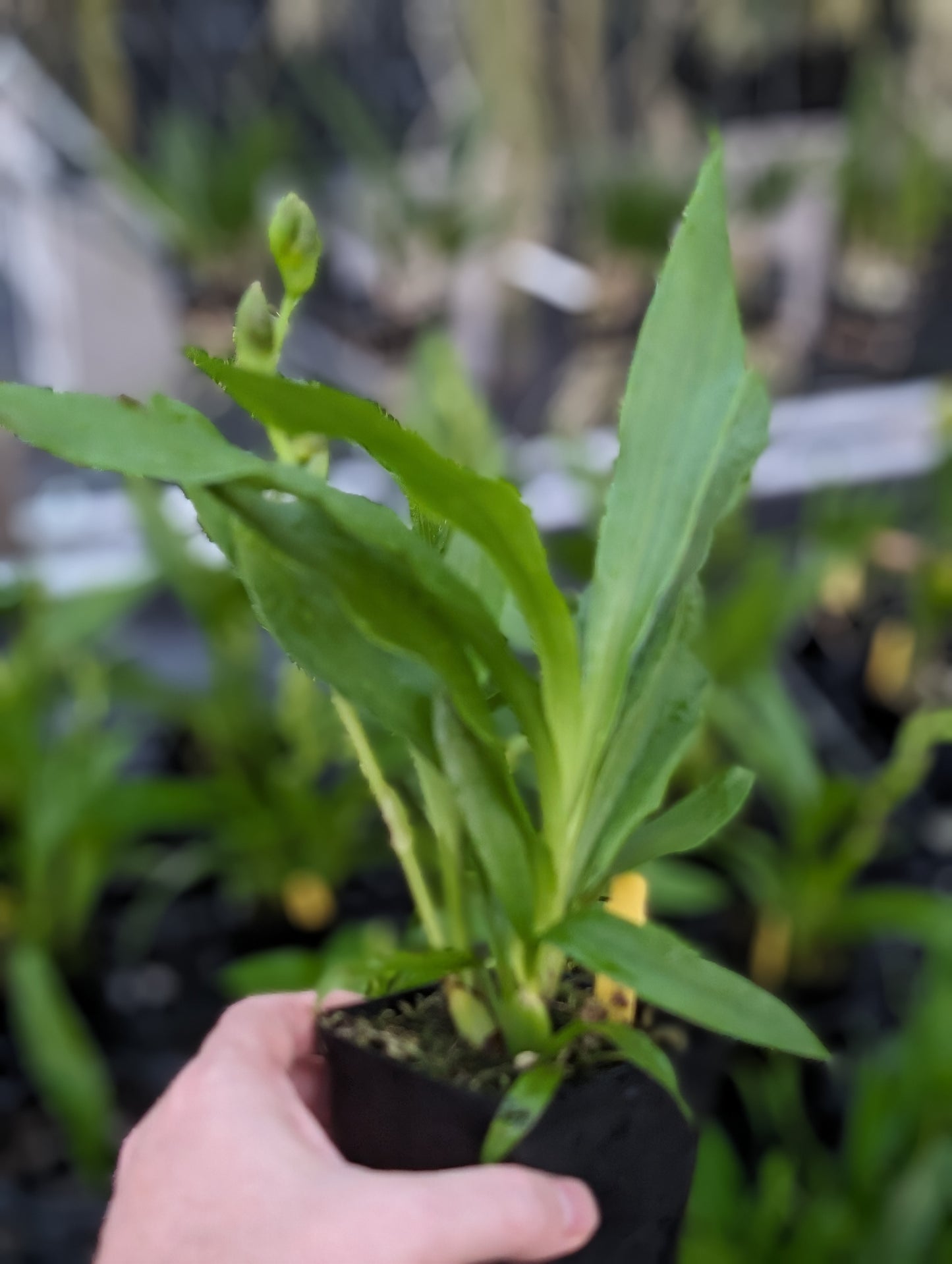 Zygopetalum Advance Australia 'HOF' AM/AOS / Very Fragrant / In Spike