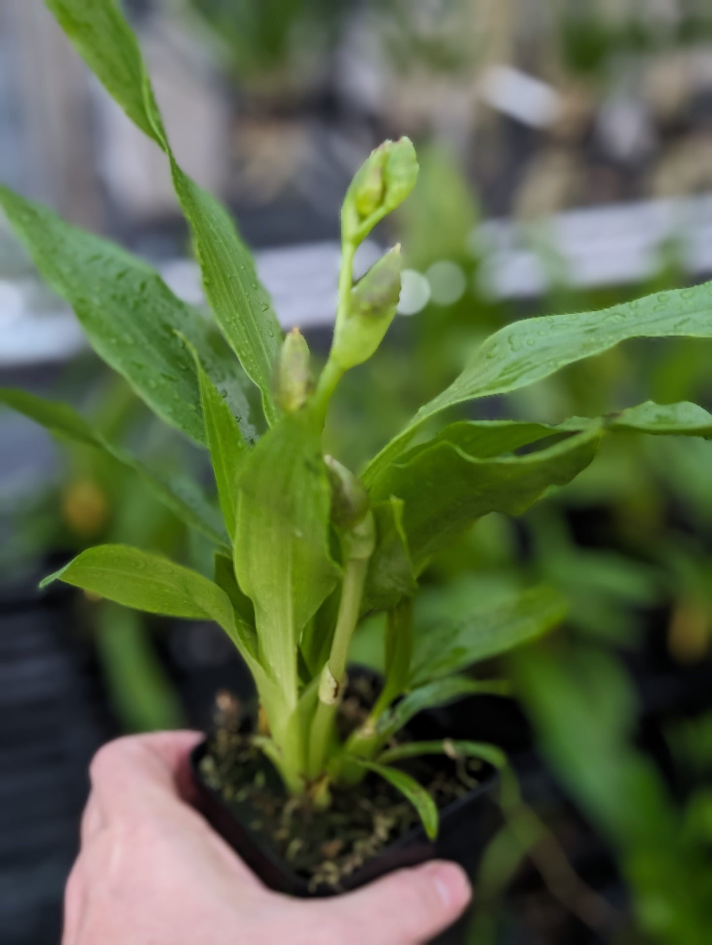 Zygopetalum Advance Australia 'HOF' AM/AOS / Very Fragrant / In Spike