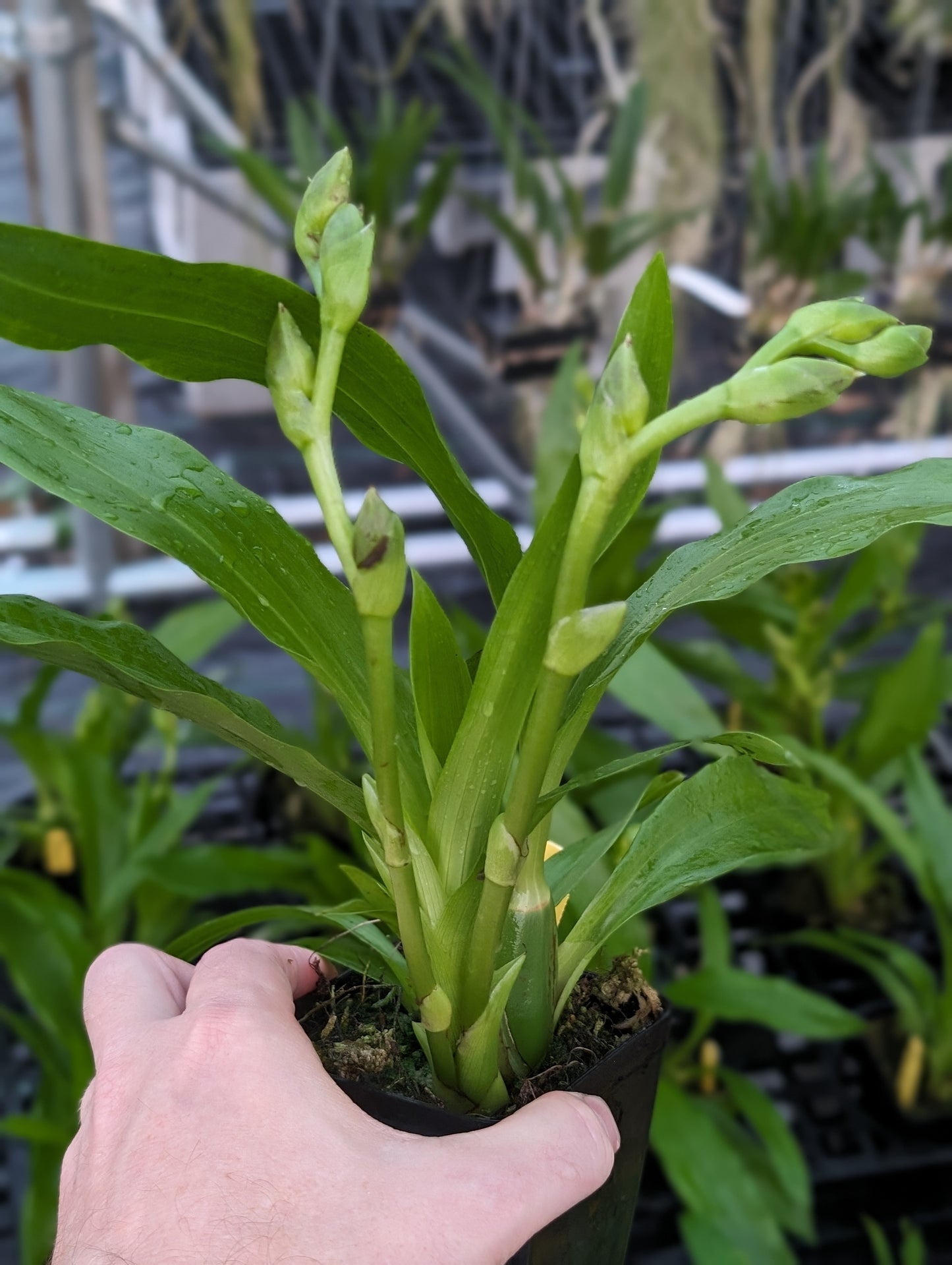 Zygopetalum Advance Australia 'HOF' AM/AOS / Very Fragrant / In Spike