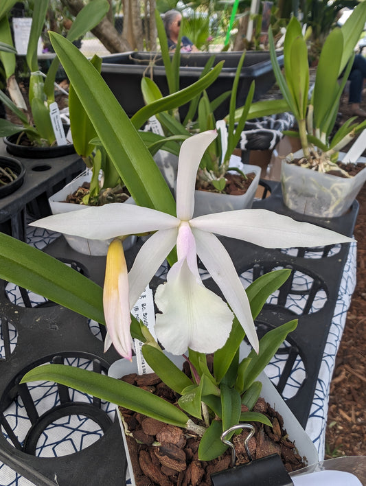 Bc. South Miami | Live blooming size orchid