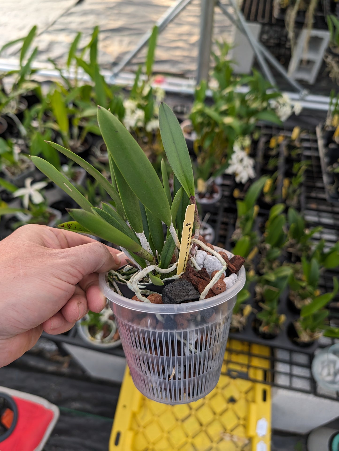 Bc. Hippodamia | Fragrant | Blooming size not in bloom