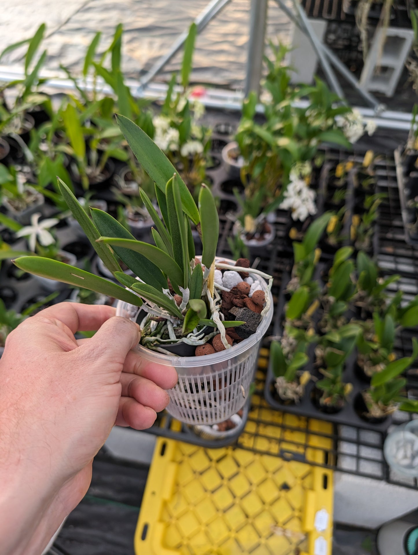 Bc. Hippodamia | Fragrant | Blooming size not in bloom