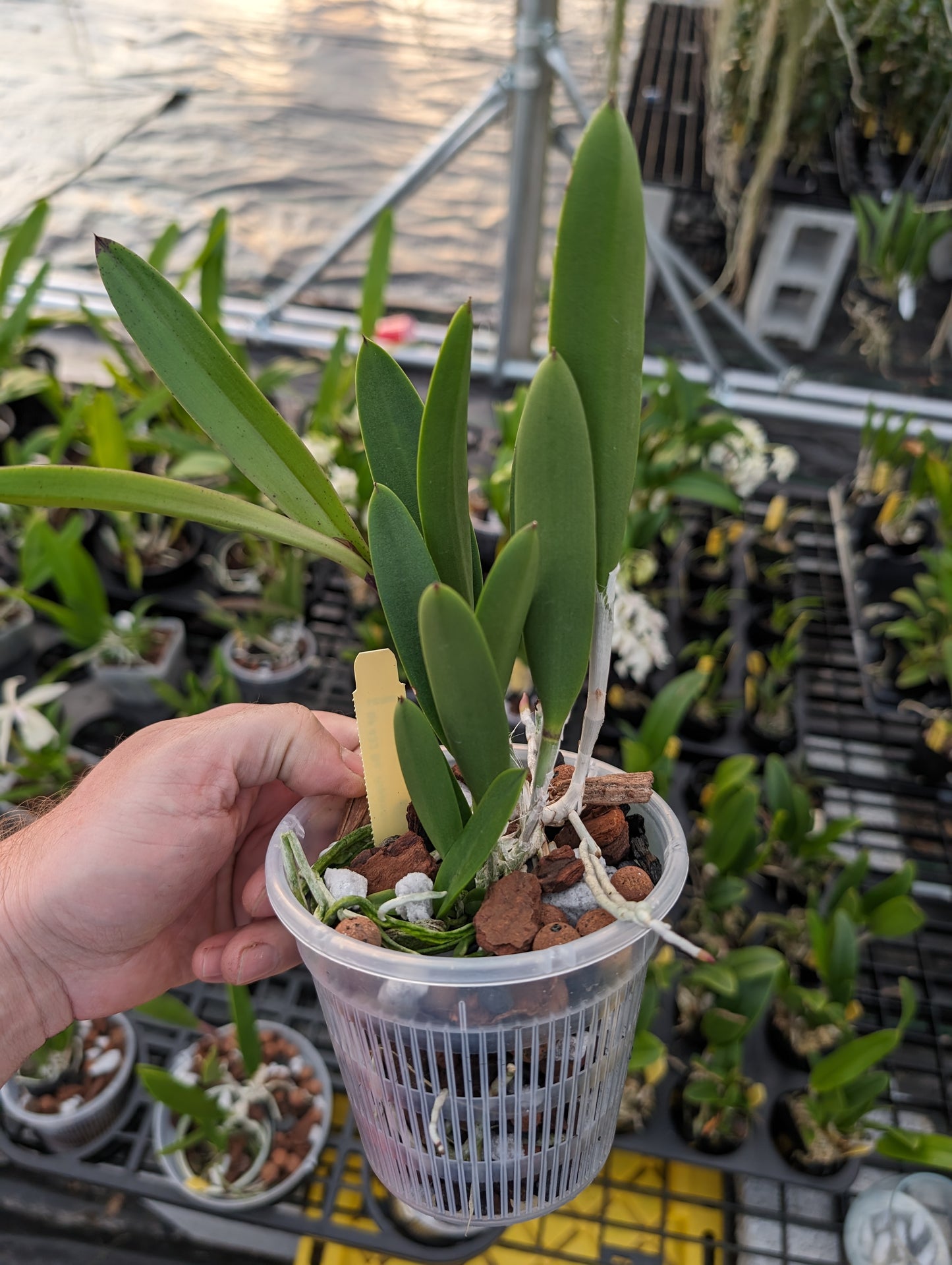 Bc. Hippodamia | Fragrant | Blooming size not in bloom