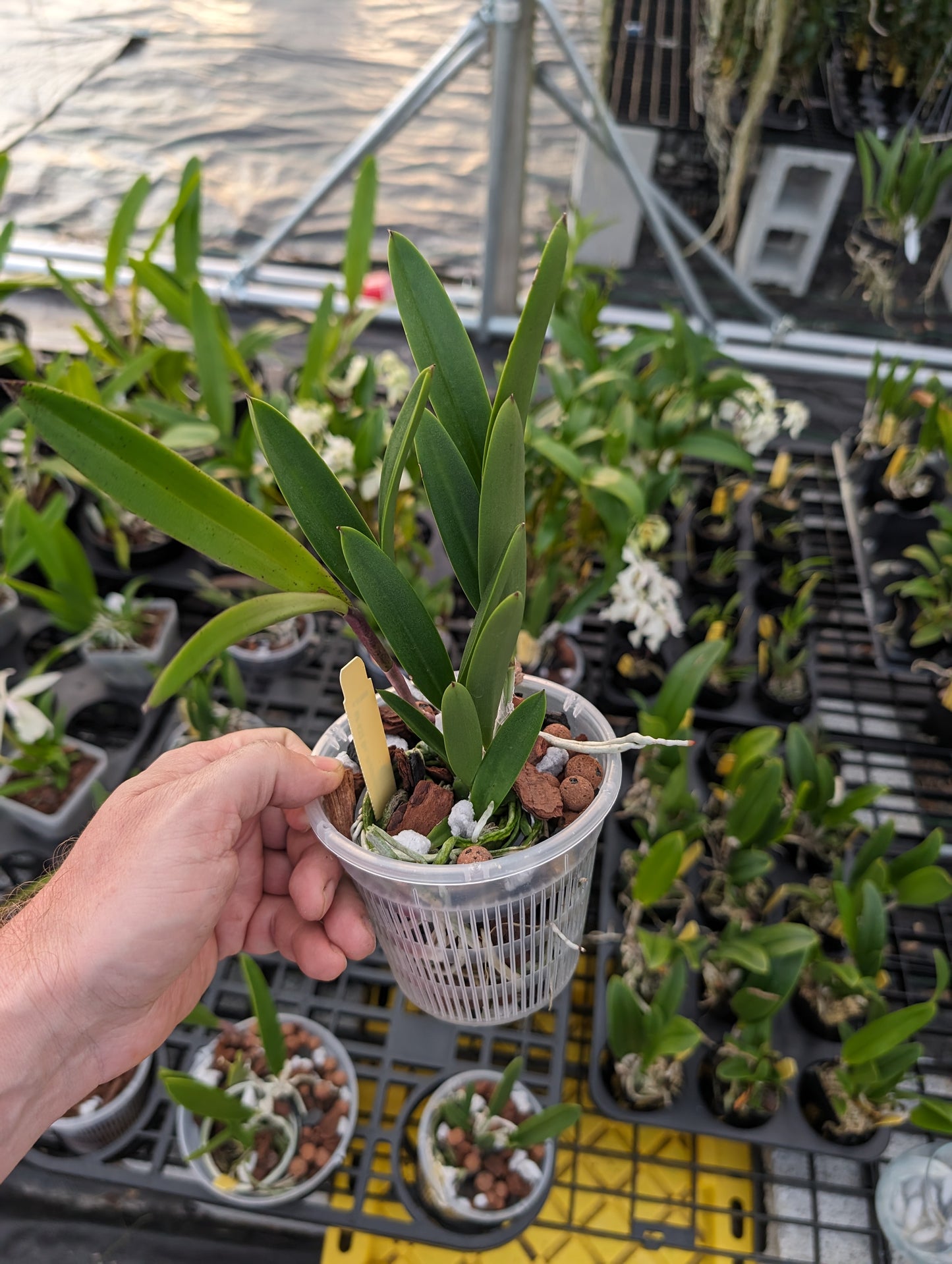 Bc. Hippodamia | Fragrant | Blooming size not in bloom