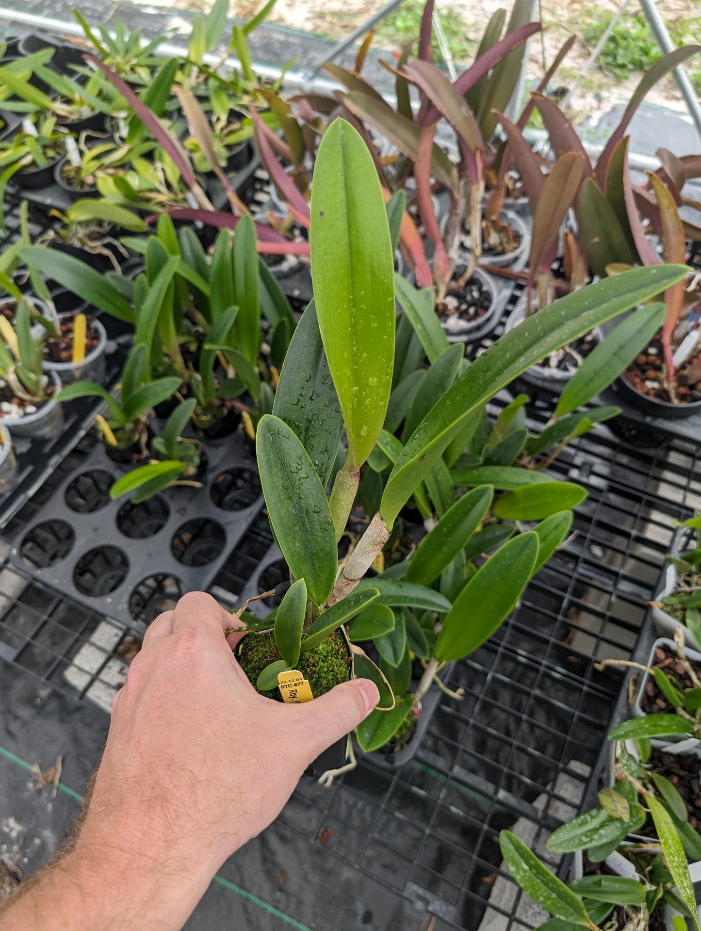 Rhynchobrassoleya (Richard Mueller-Golden Tang) 'STK' | Live orchid plant