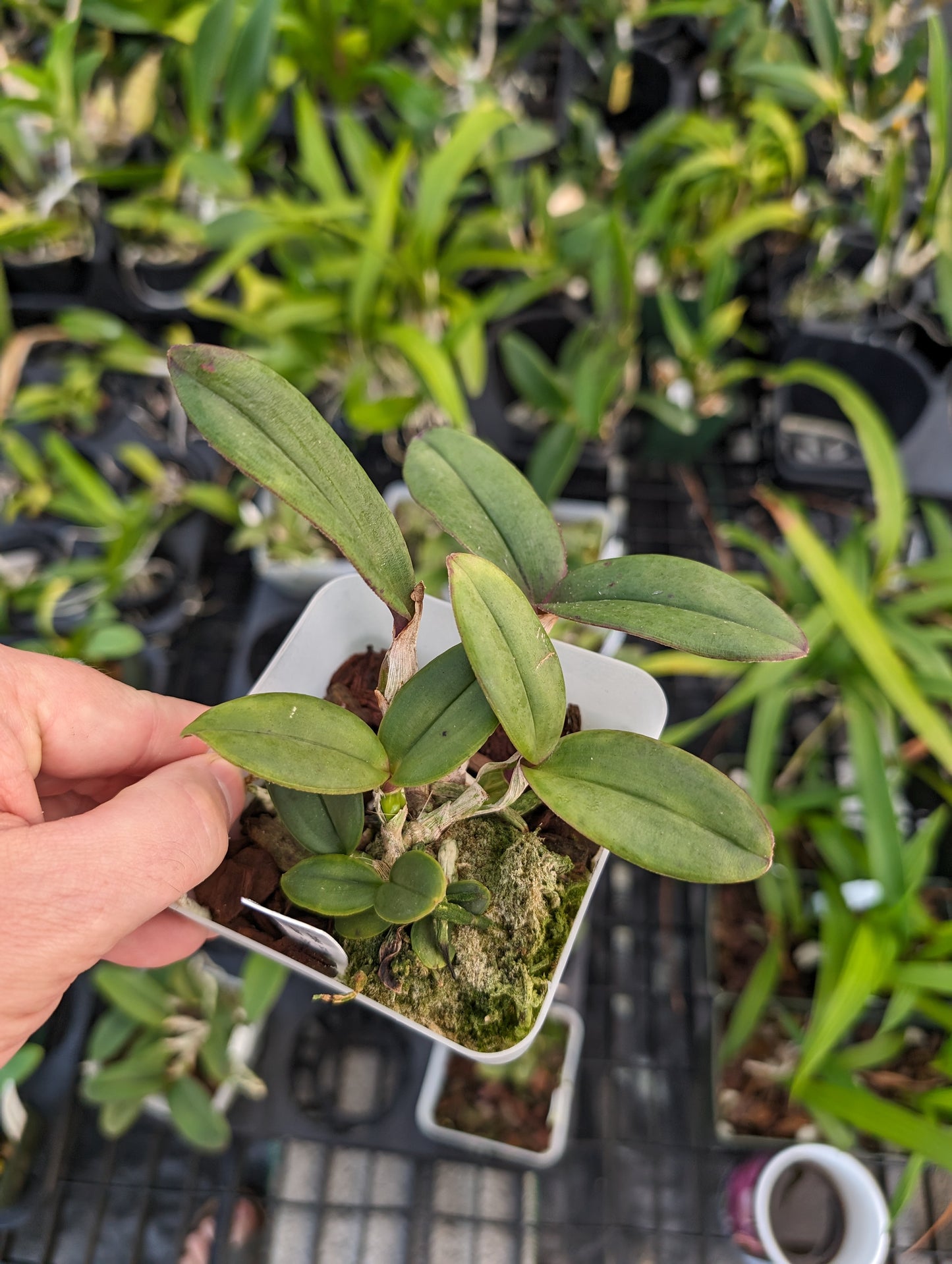 Cattleya schilleriana v. semi-alba 'Queen Emeraldas' AM/AOS | Live orchid species | NBS 3.5" pot