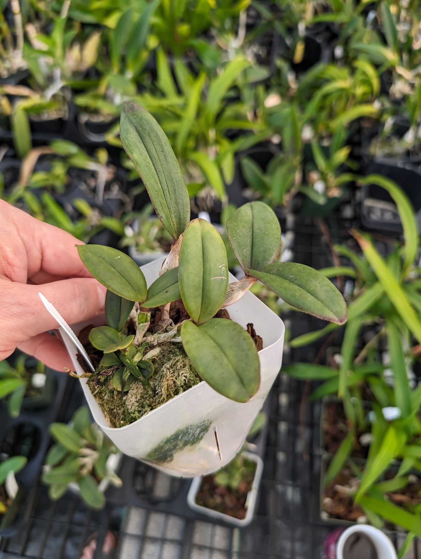 Cattleya schilleriana v. semi-alba 'Queen Emeraldas' AM/AOS | Live orchid species | NBS 3.5" pot