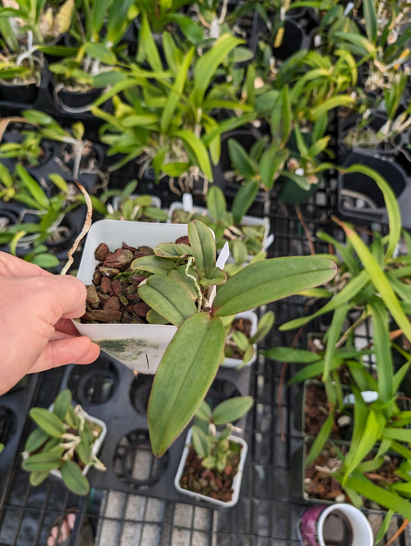 Cattleya schilleriana v. semi-alba 'Queen Emeraldas' AM/AOS | Live orchid species | NBS 3.5" pot