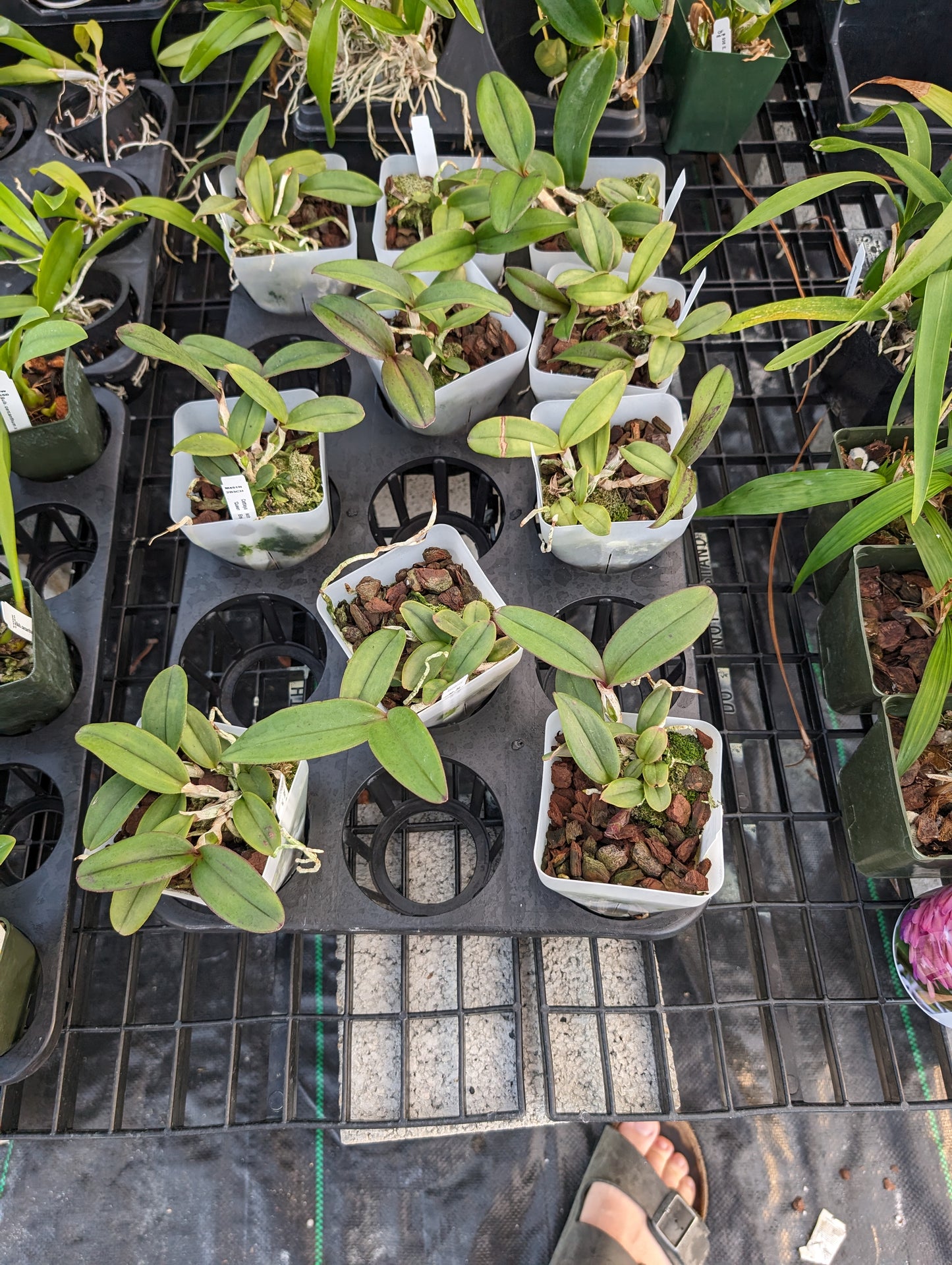 Cattleya schilleriana v. semi-alba 'Queen Emeraldas' AM/AOS | Live orchid species | NBS 3.5" pot