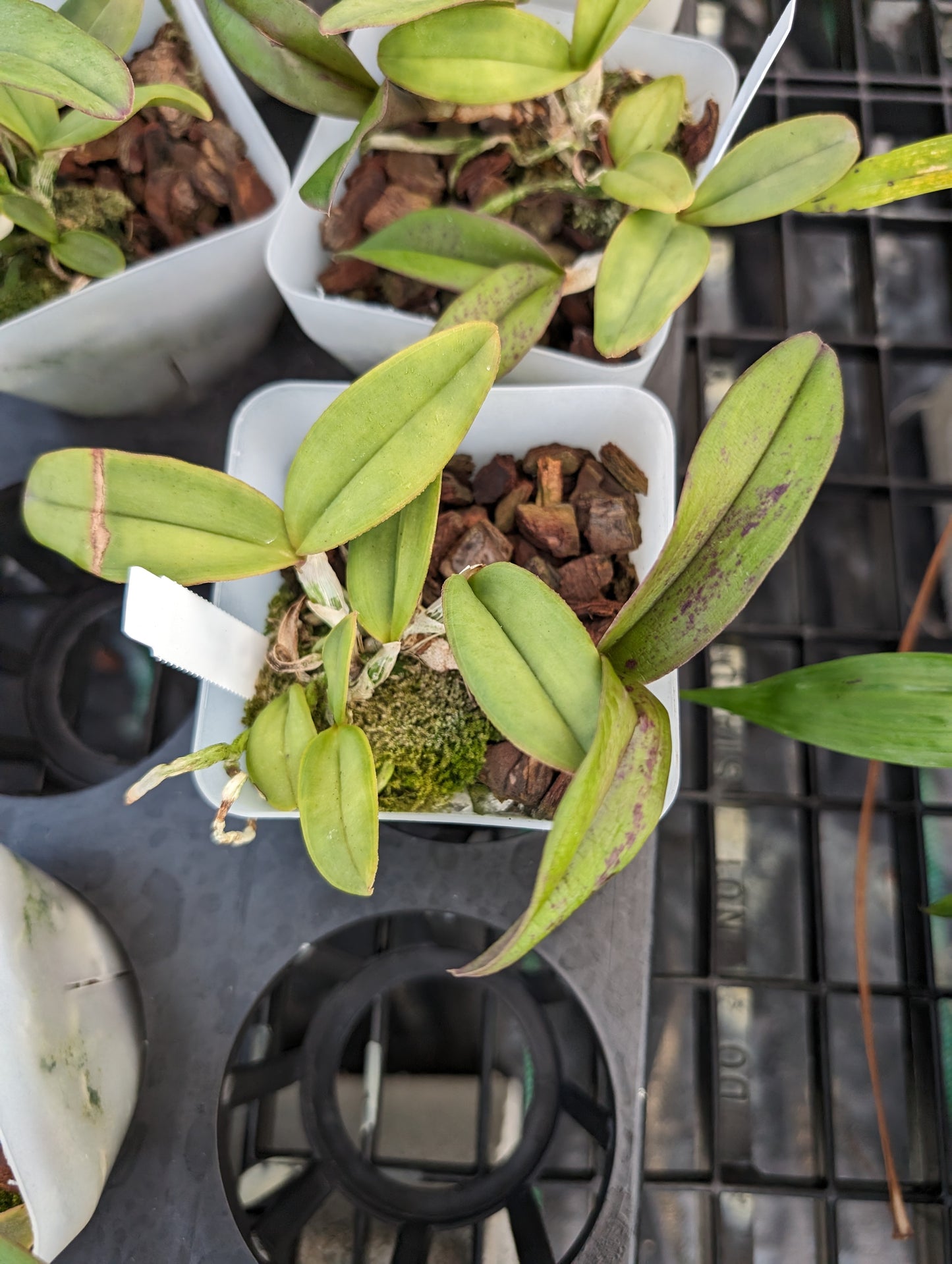 Cattleya schilleriana v. semi-alba 'Queen Emeraldas' AM/AOS | Live orchid species | NBS 3.5" pot