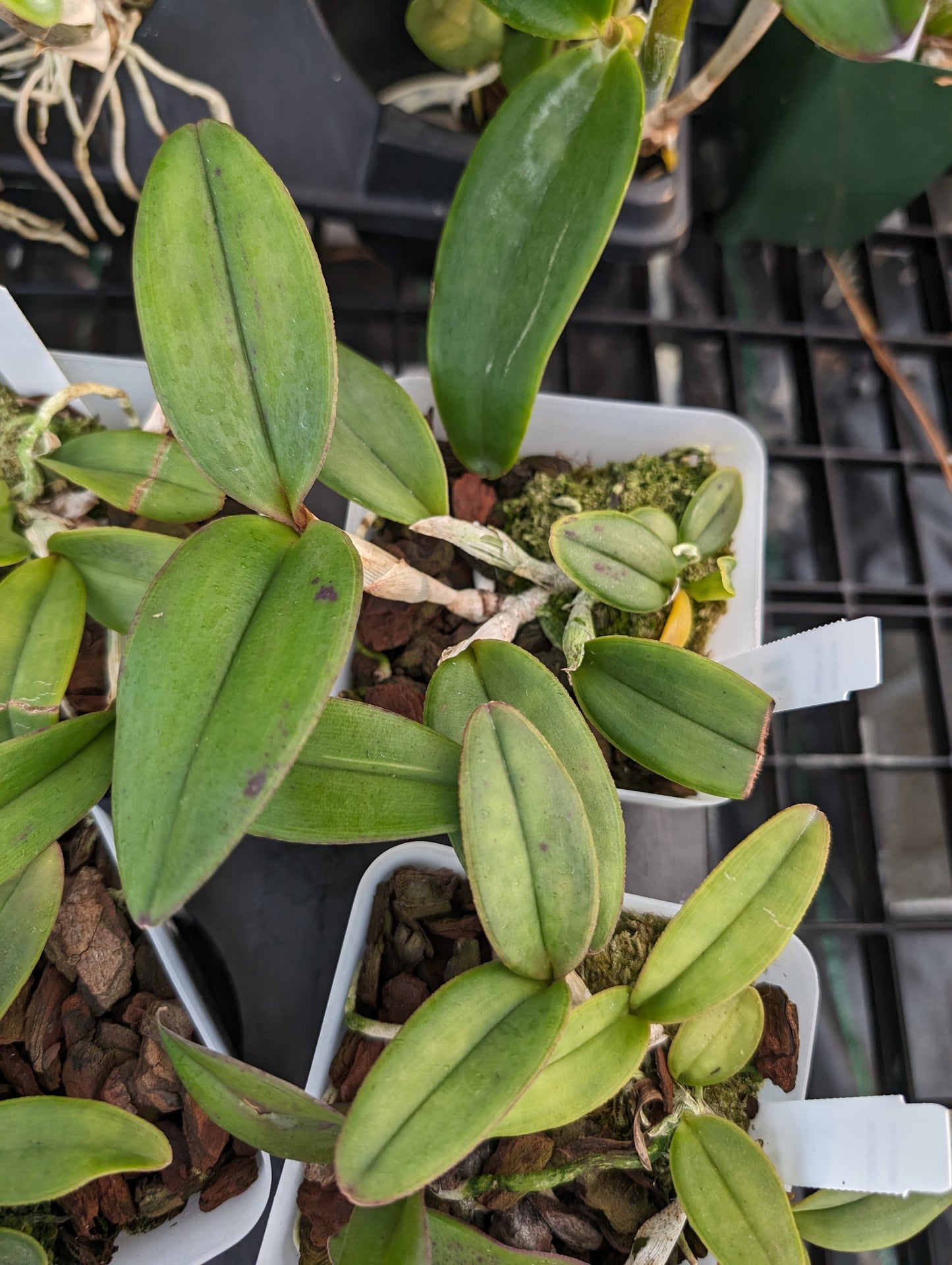 Cattleya schilleriana v. semi-alba 'Queen Emeraldas' AM/AOS | Live orchid species | NBS 3.5" pot