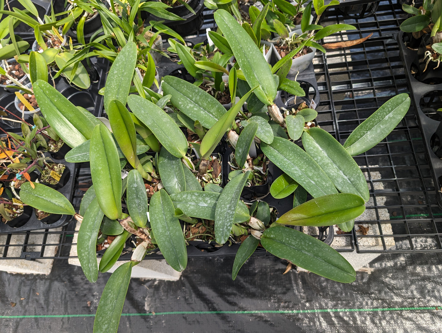 Rlc. Joy Sokabe 'Shining' | Blooming size not in bloom live orchid plant