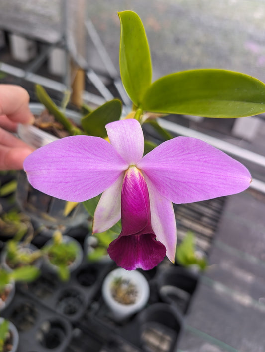 Cattleay Corrupta | Live blooming size orchid not in bloom