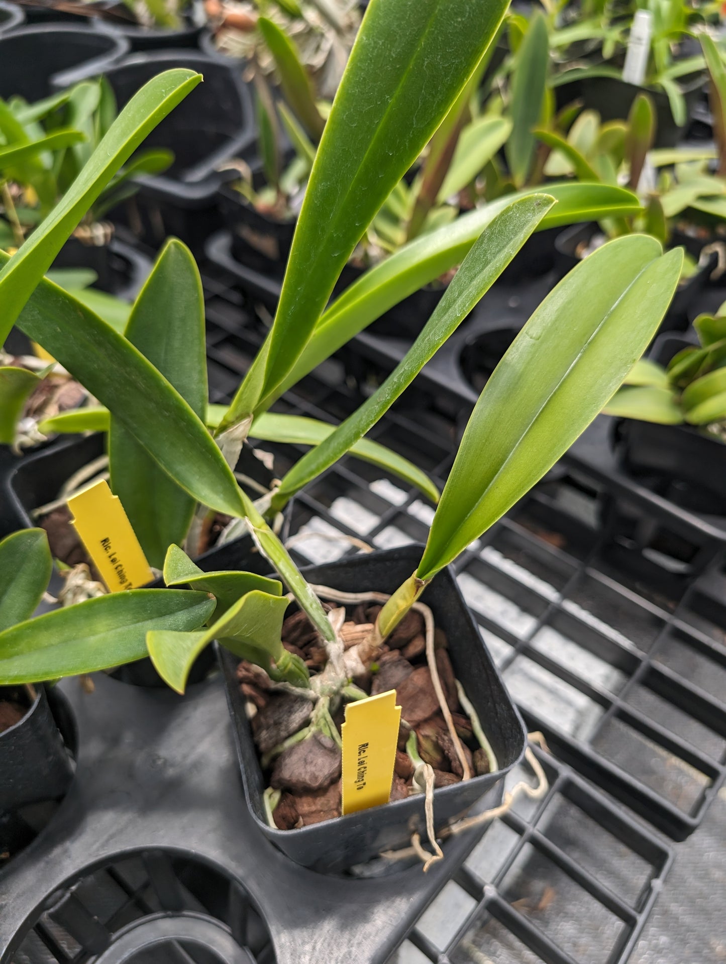 Rlc. Lai Ching-Te | Live NBS Orchid not in bloom