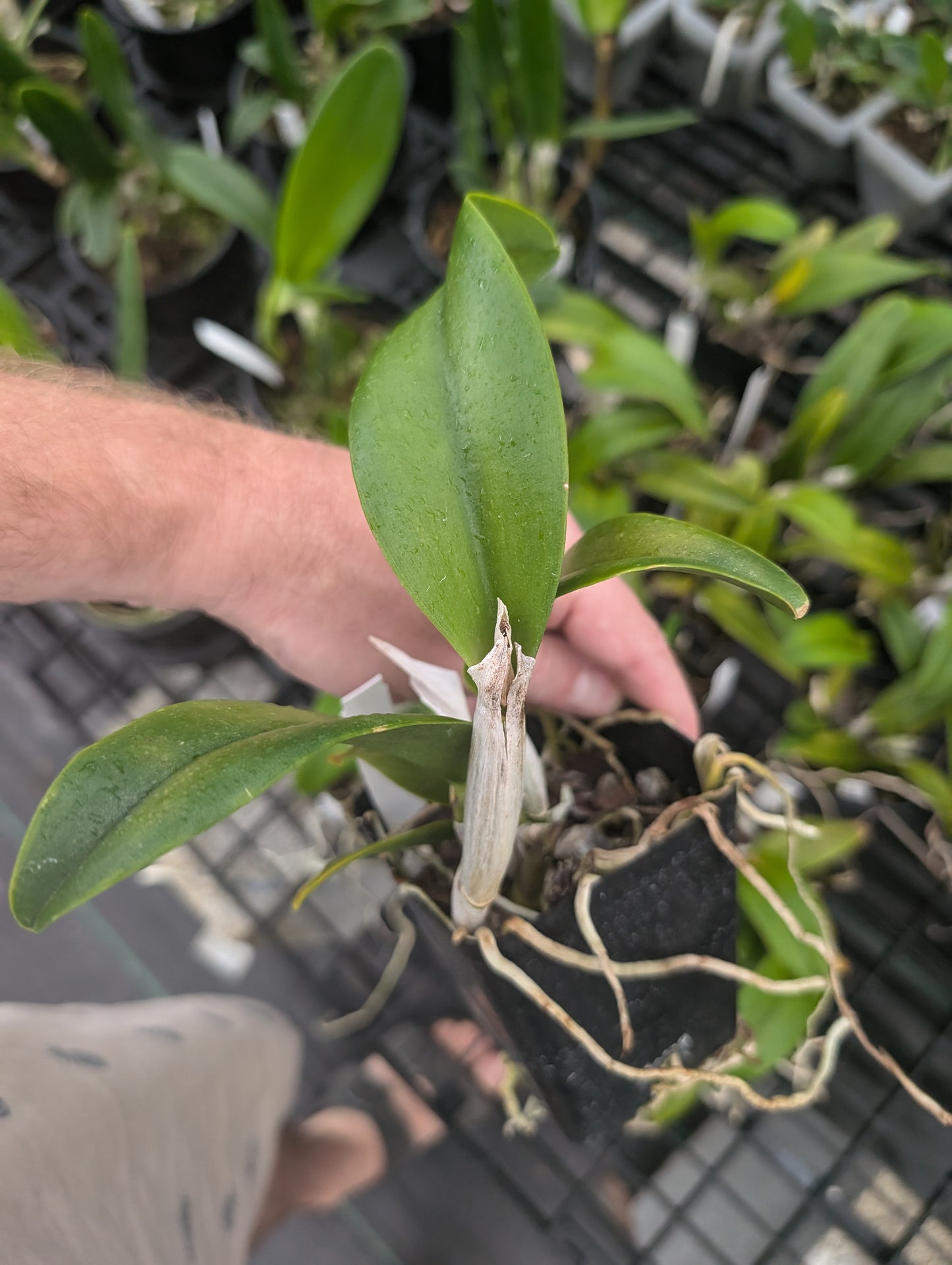 Pot. Jessie Sabo 'Paradise'| Live Blooming size Orchid Not in bloom