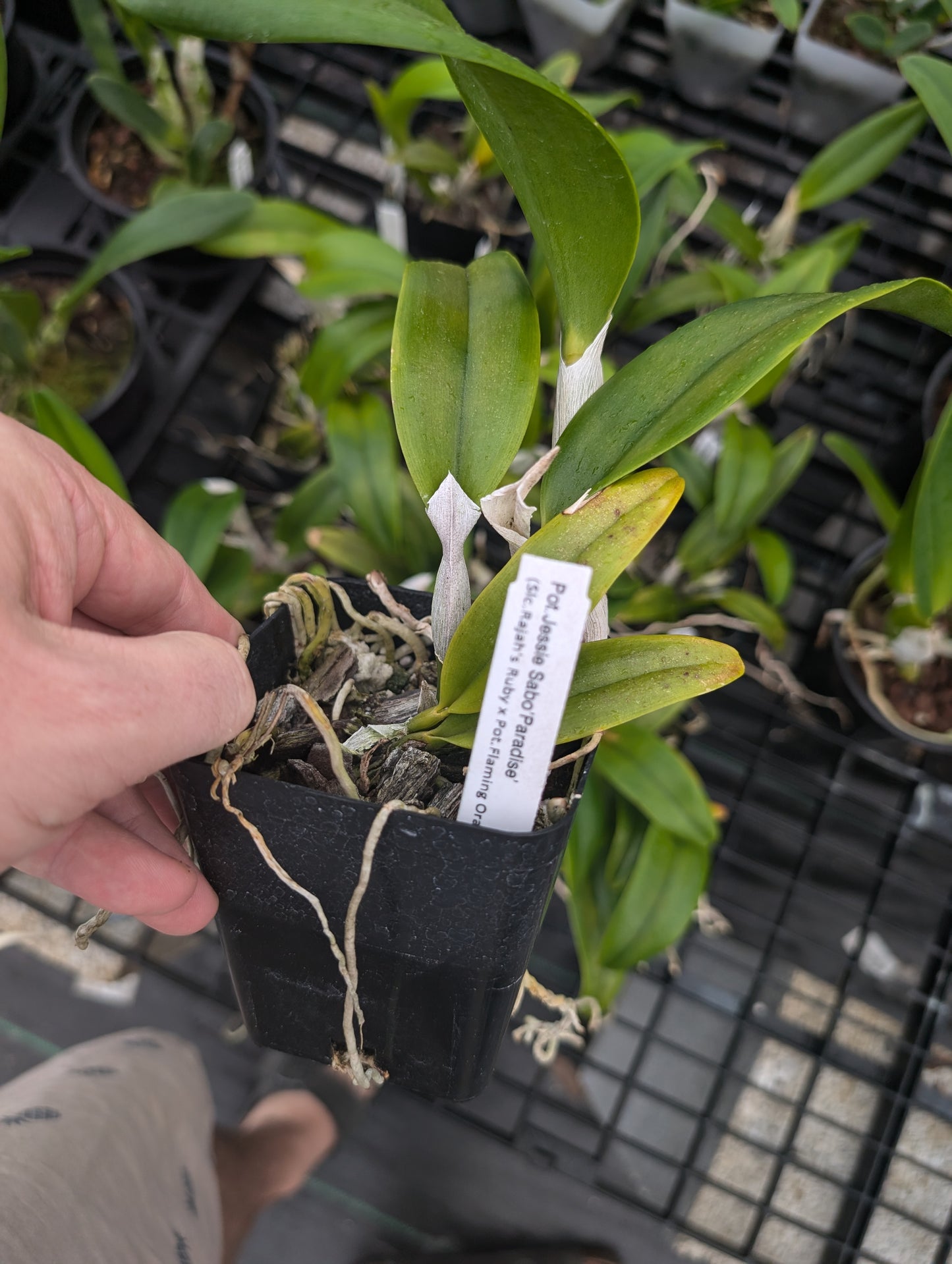 Pot. Jessie Sabo 'Paradise'| Live Blooming size Orchid Not in bloom