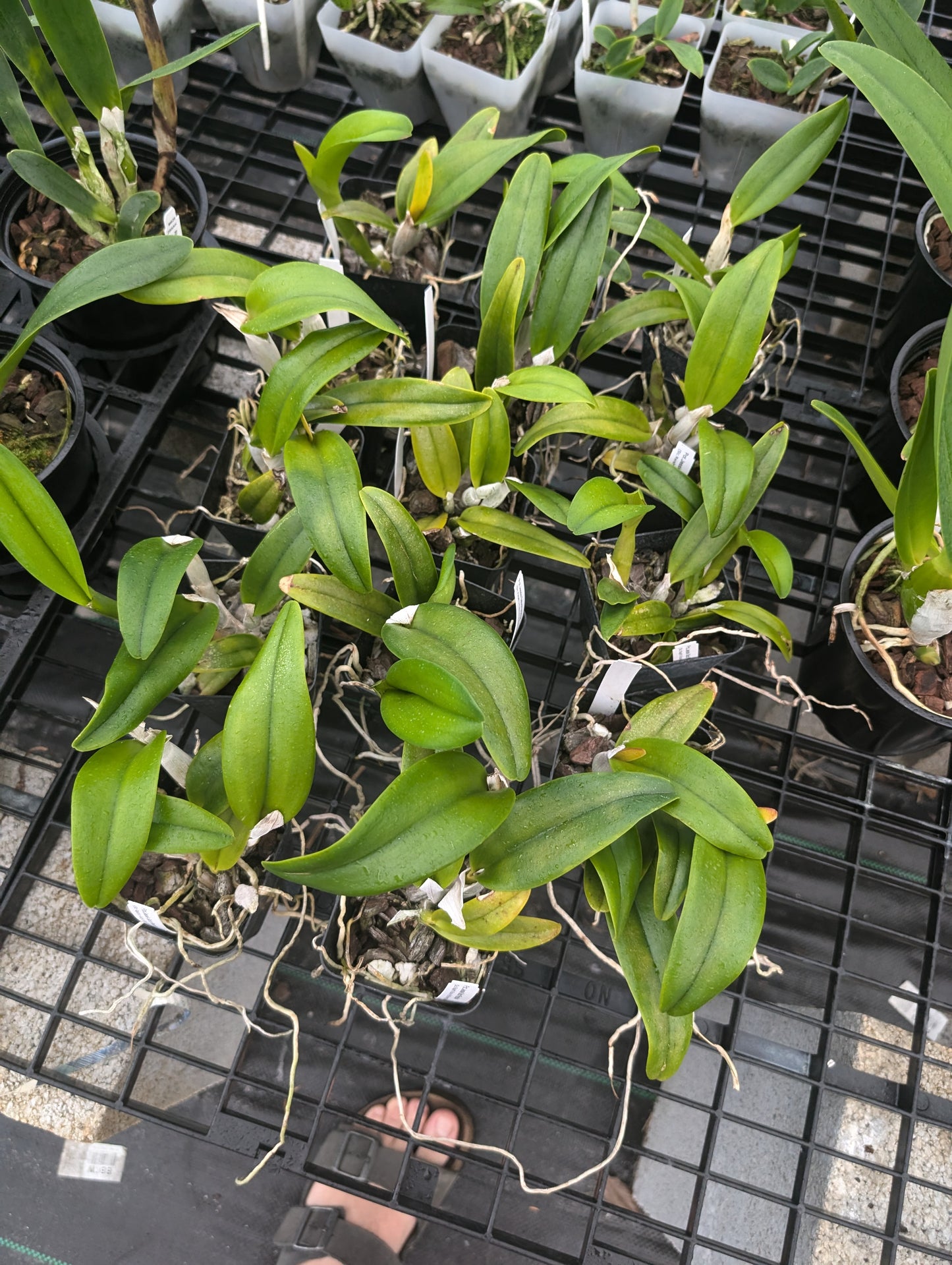 Pot. Jessie Sabo 'Paradise'| Live Blooming size Orchid Not in bloom