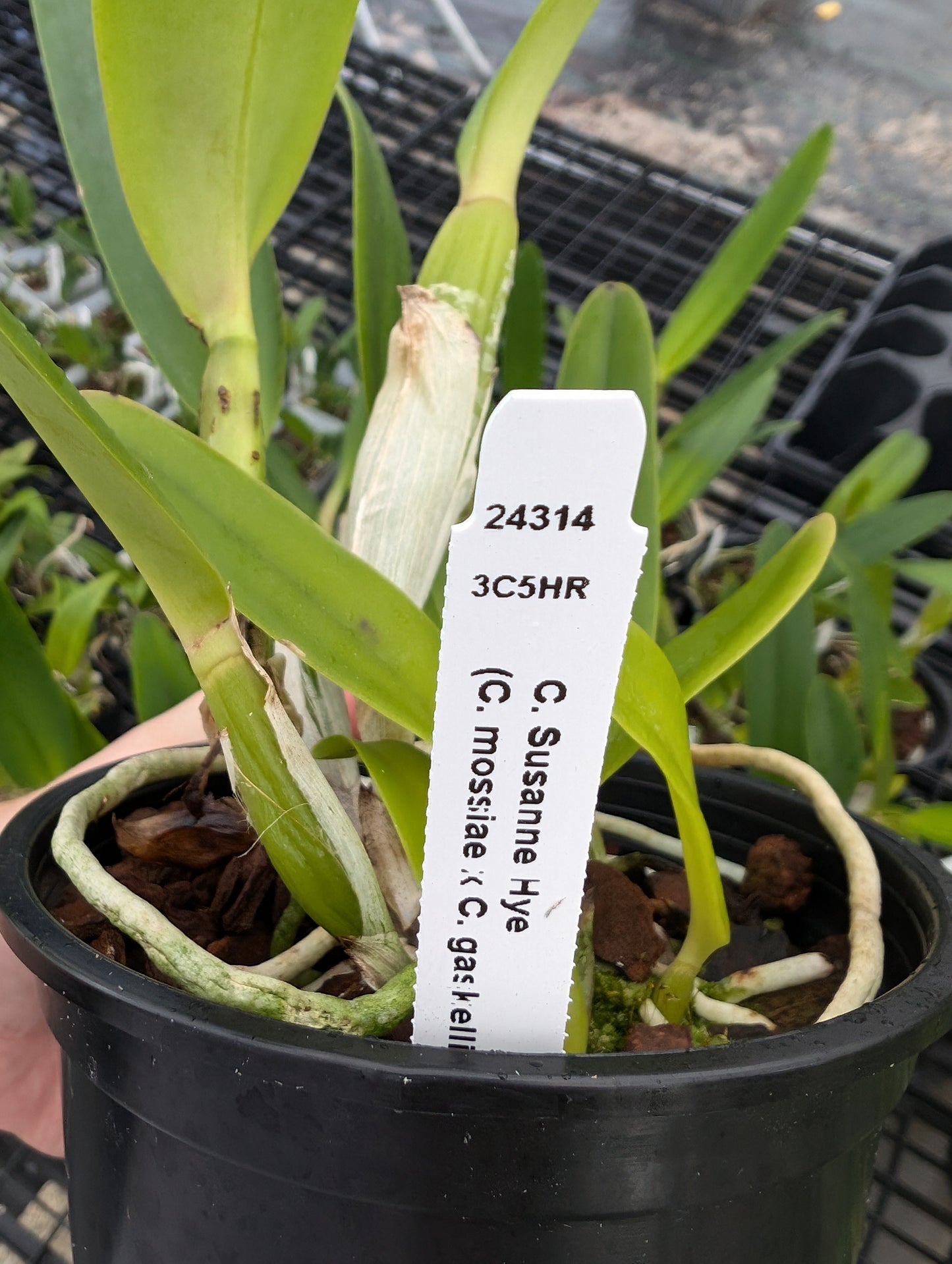 Cattleya Suzanne Hye (C. mossiae x gaskellana coerulea) | Blooming size not in blooom | 5" pot