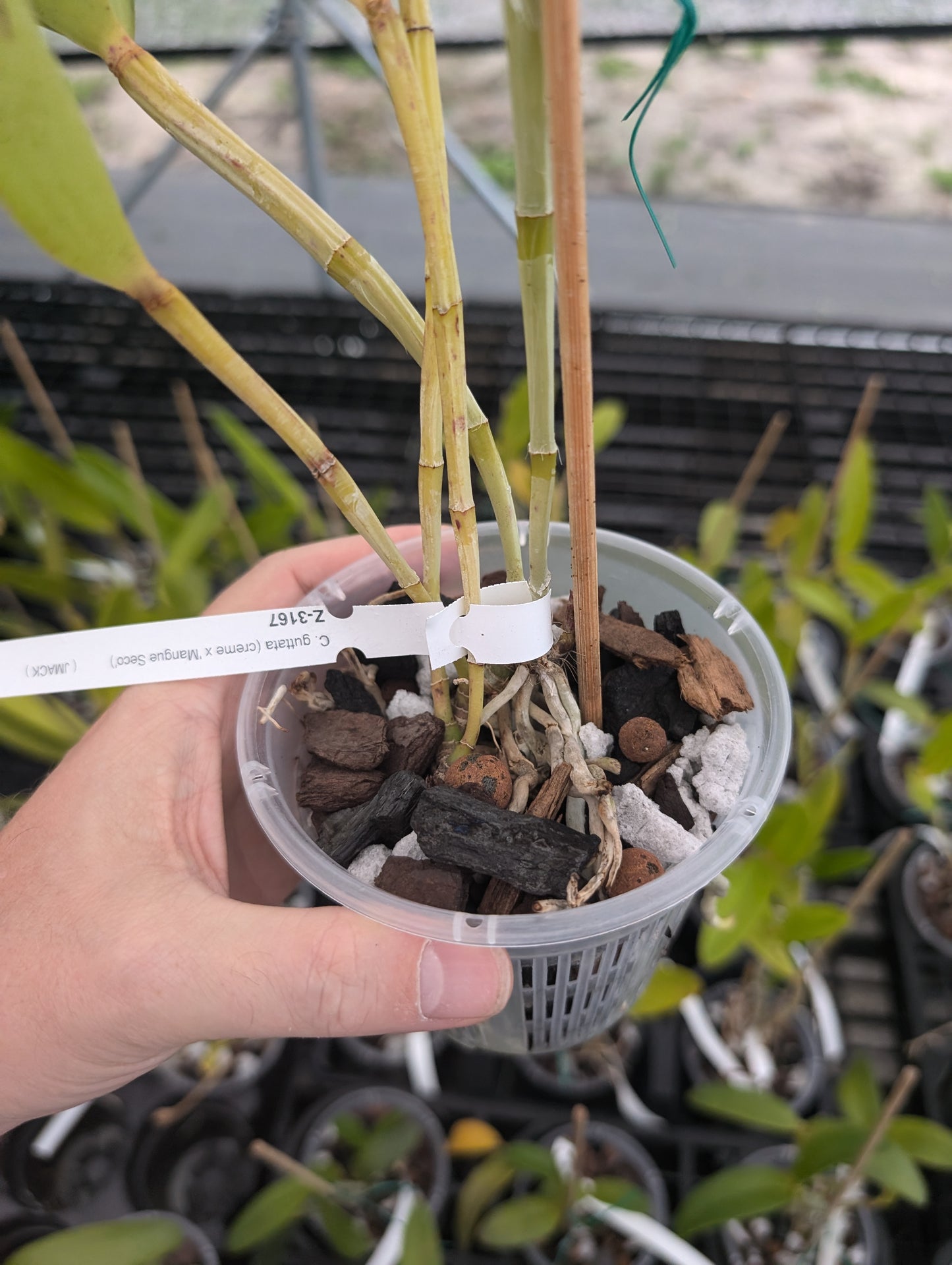 C. guttata creme x C. guttata 'Mangue Seco' | Seed grown cross | Species