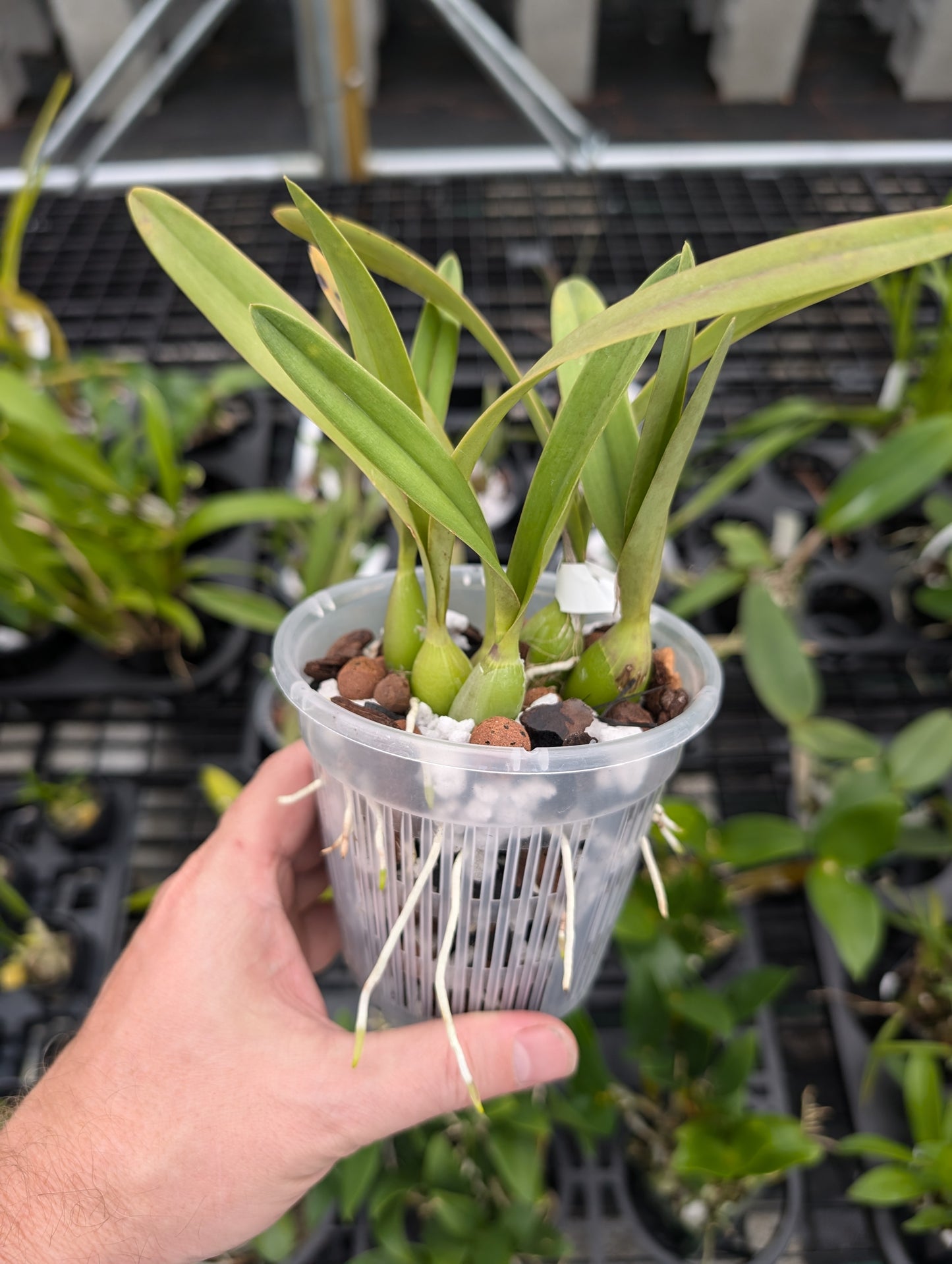 Encyclia hanburyi / 3.5" Air Pots