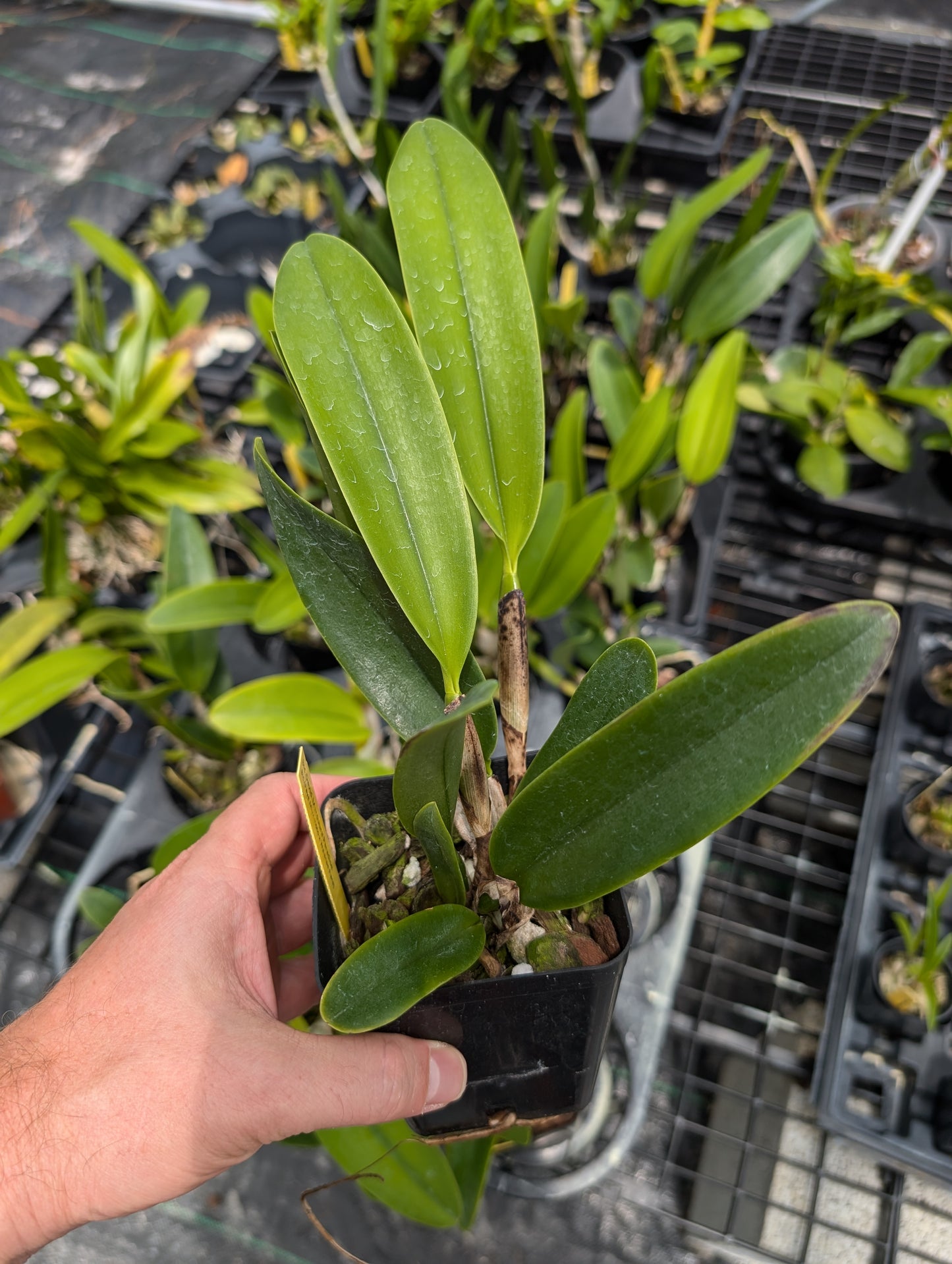 Blc. David Matsuura 'Paradise'| Live Blooming size Orchid Not in bloom