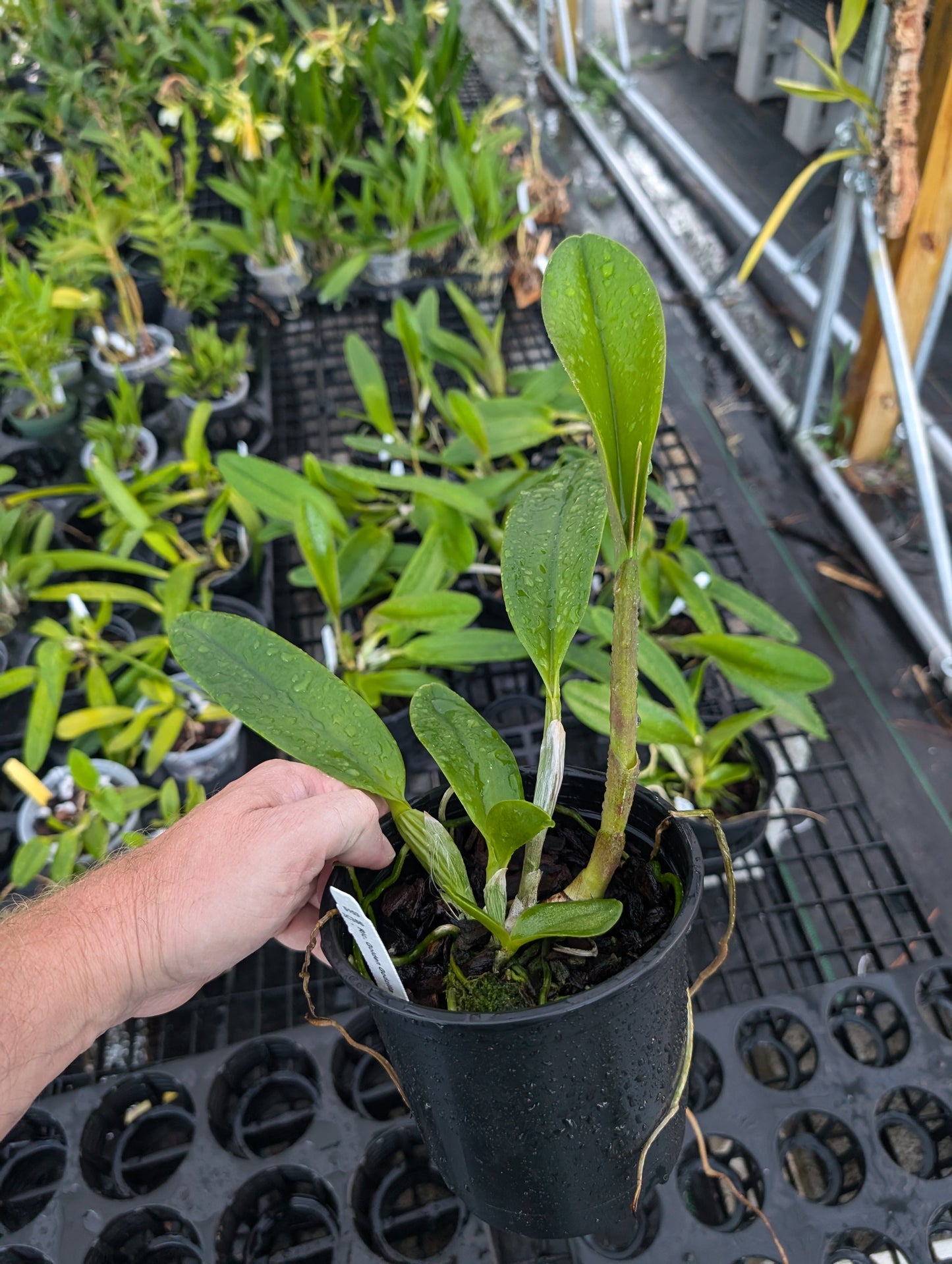 Rlc Golden Godzila | Blooming size not in bloom | 5" Pot