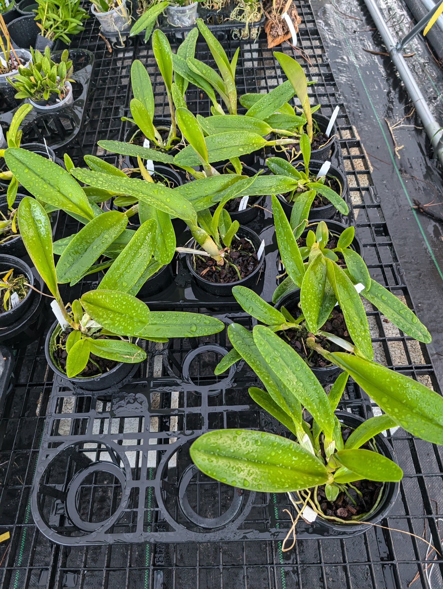 Rlc Golden Godzila | Blooming size not in bloom | 5" Pot