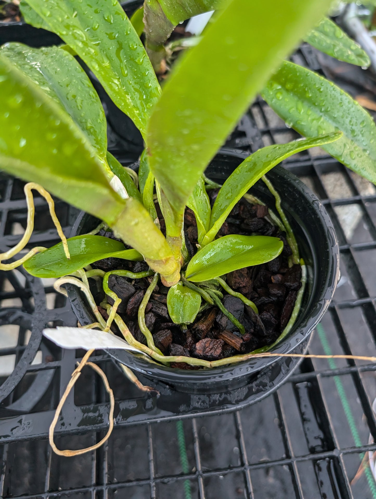 Rlc Golden Godzila | Blooming size not in bloom | 5" Pot