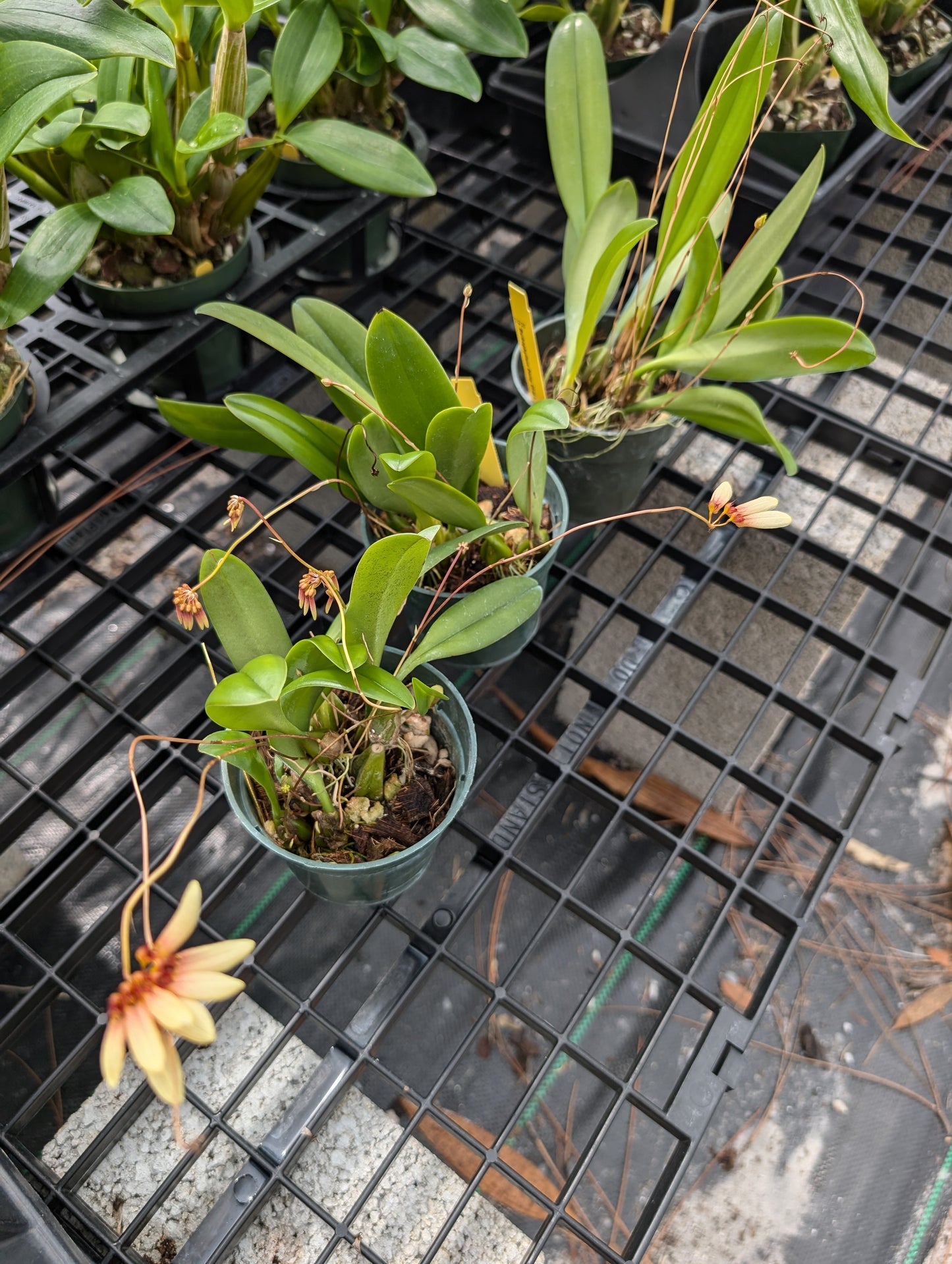 Bulbophyllum Daisy Chain | In Spike