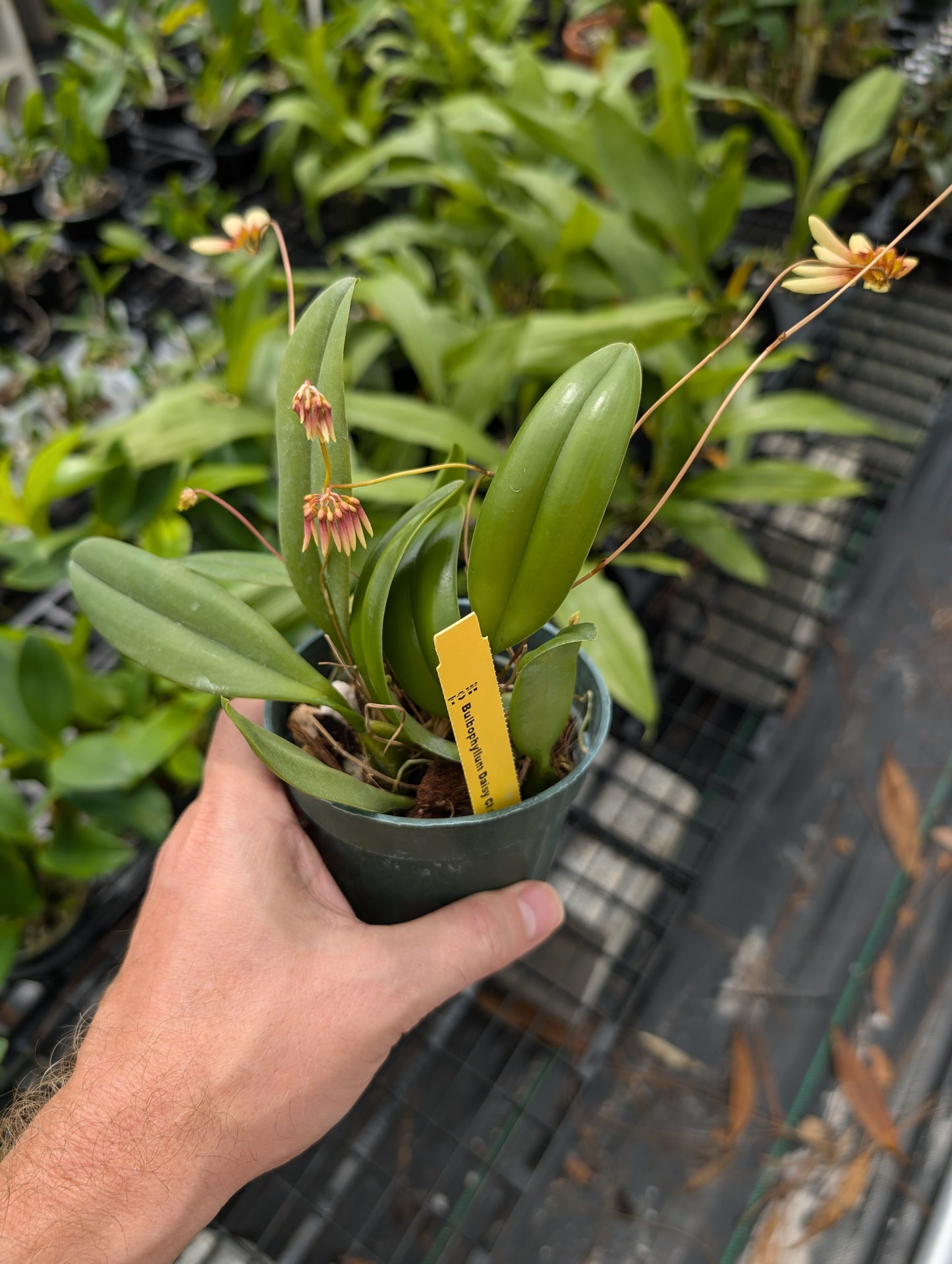 Bulbophyllum Daisy Chain | In Spike