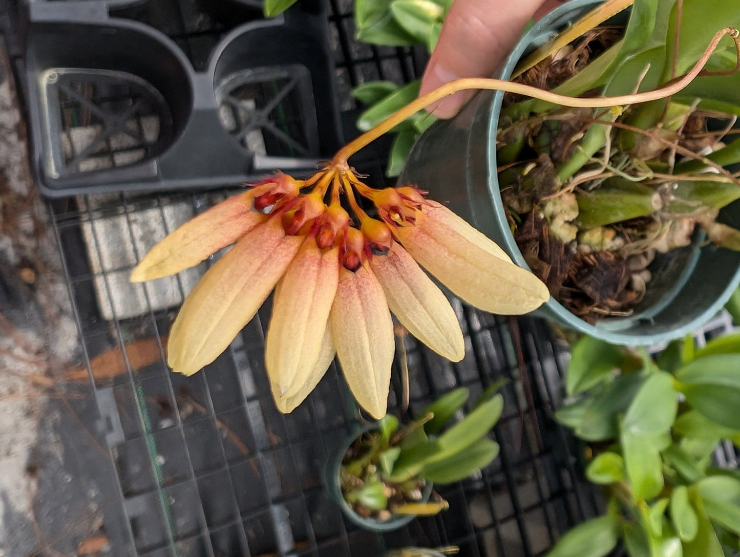 Bulbophyllum Daisy Chain | In Spike