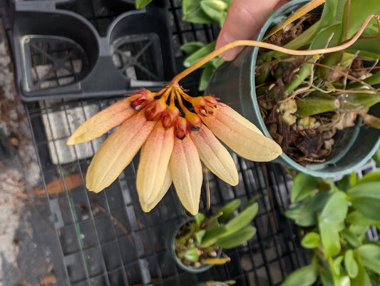 Bulbophyllum Daisy Chain | In Spike