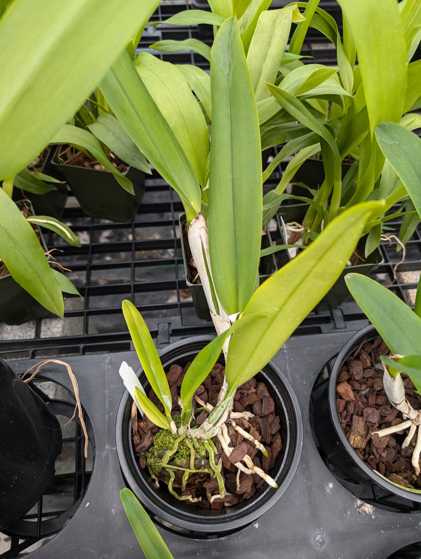 Cattleya mossiae semi-alba x sib | Blooming size not in bloom | 5" Pot