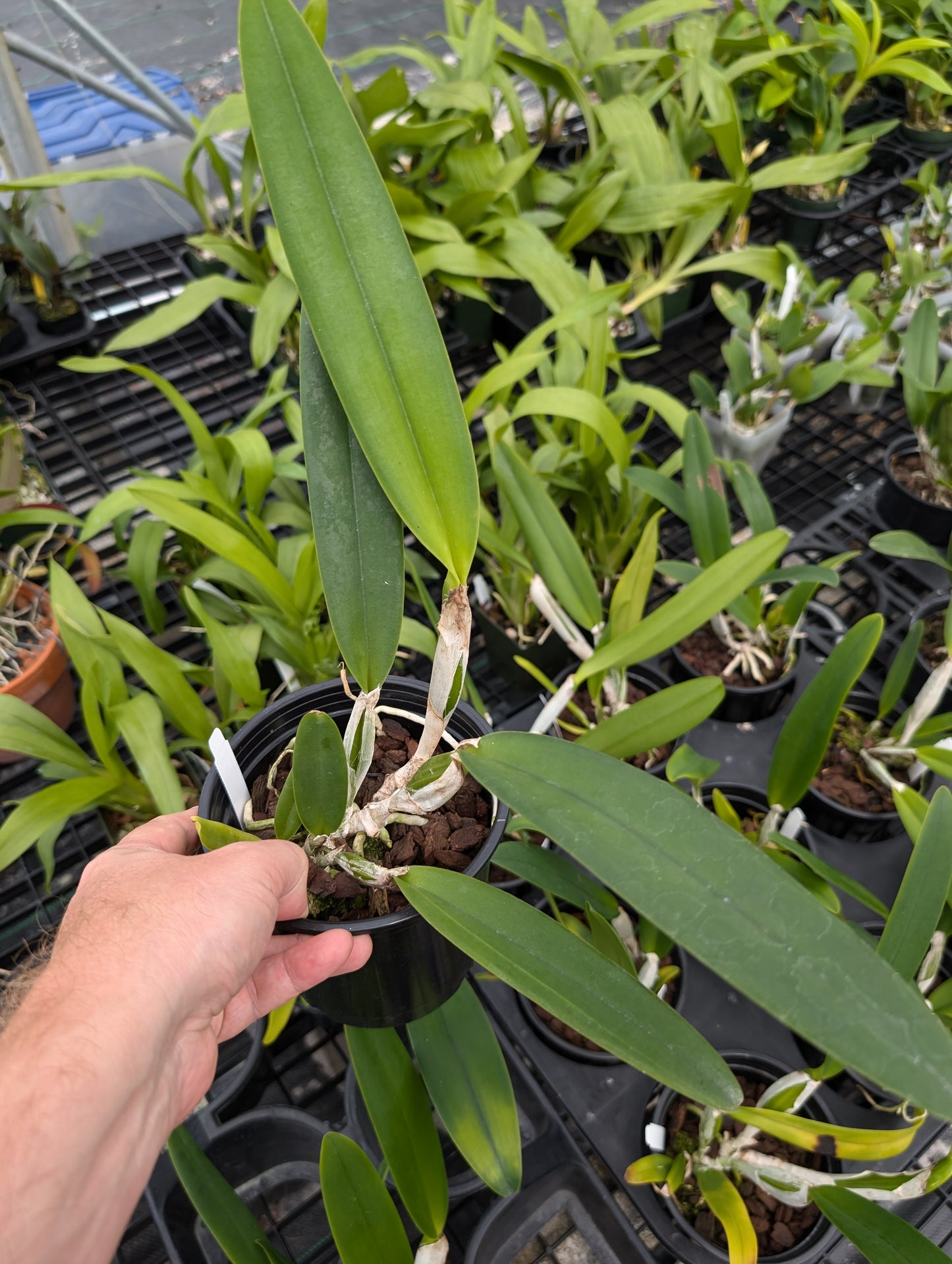 Cattleya mossiae semi-alba x sib | Blooming size not in bloom | 5" Pot