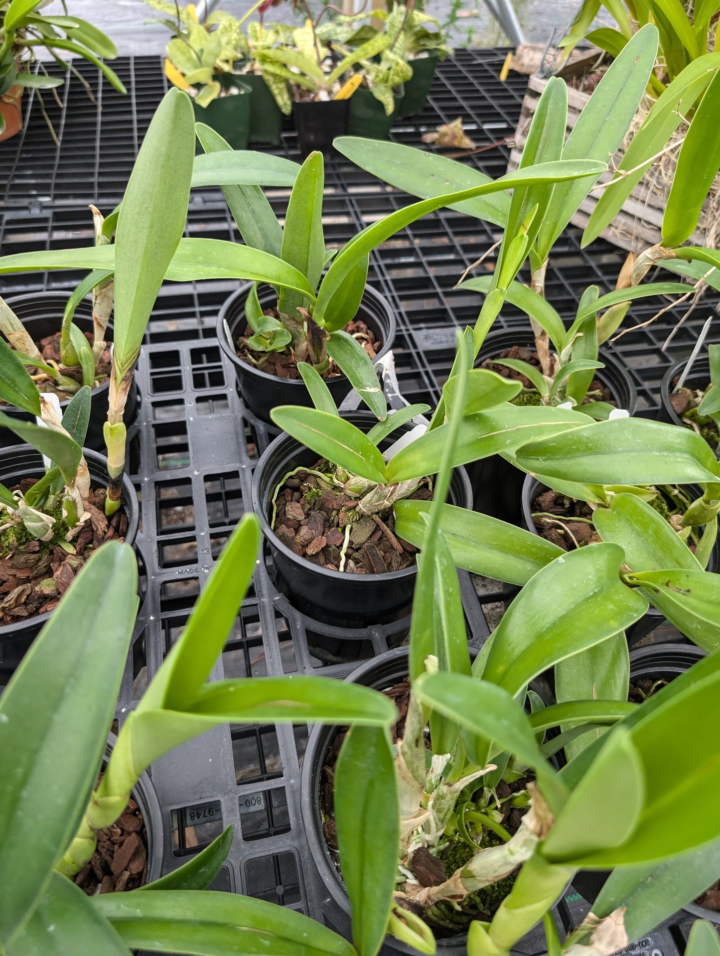 Guarianthe bowringiana 4n | Live fragrant Orchid species