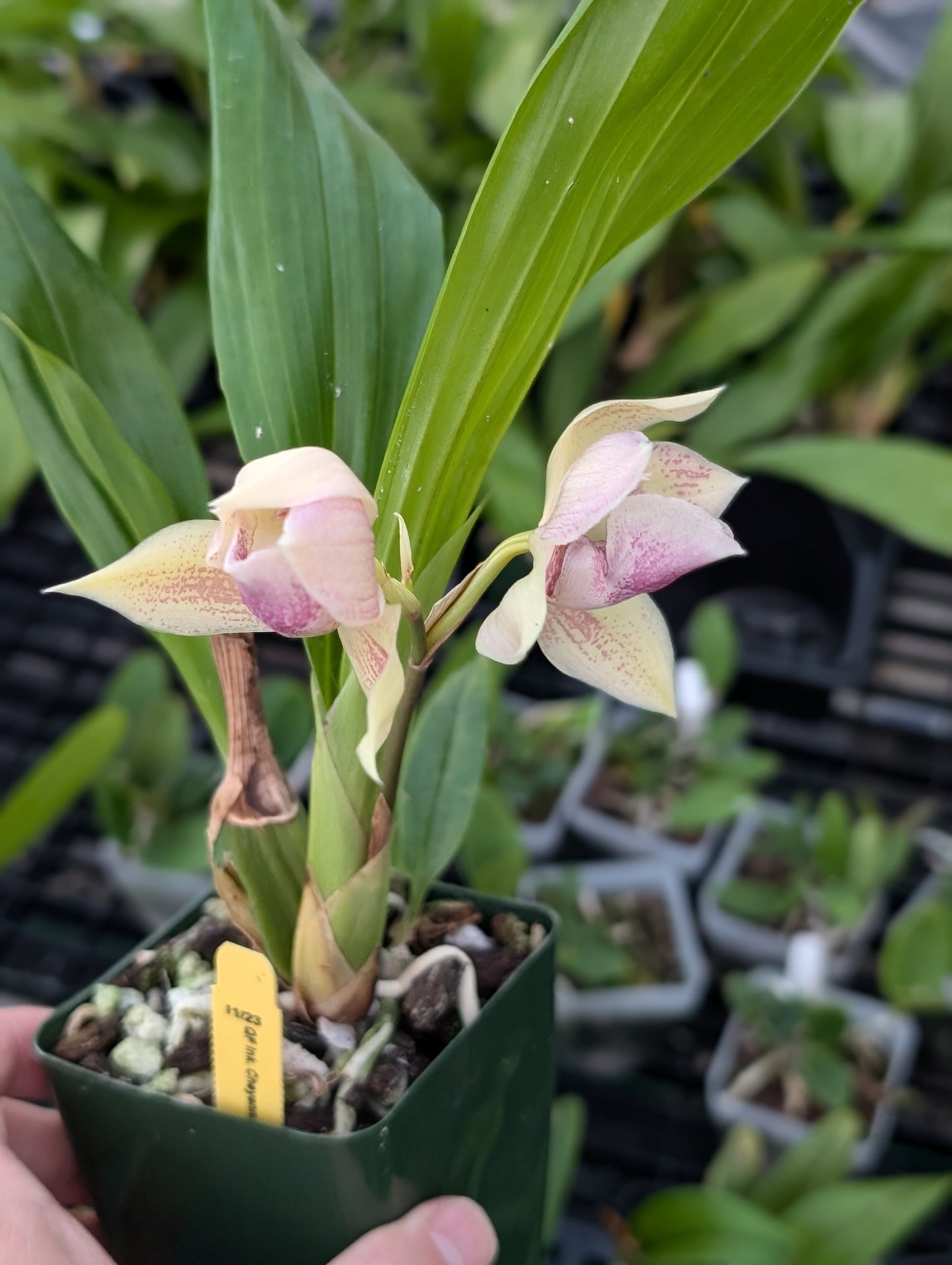 Lmk. Cheyenne Marie 'Pink Ice' | Blooming size not in bloom