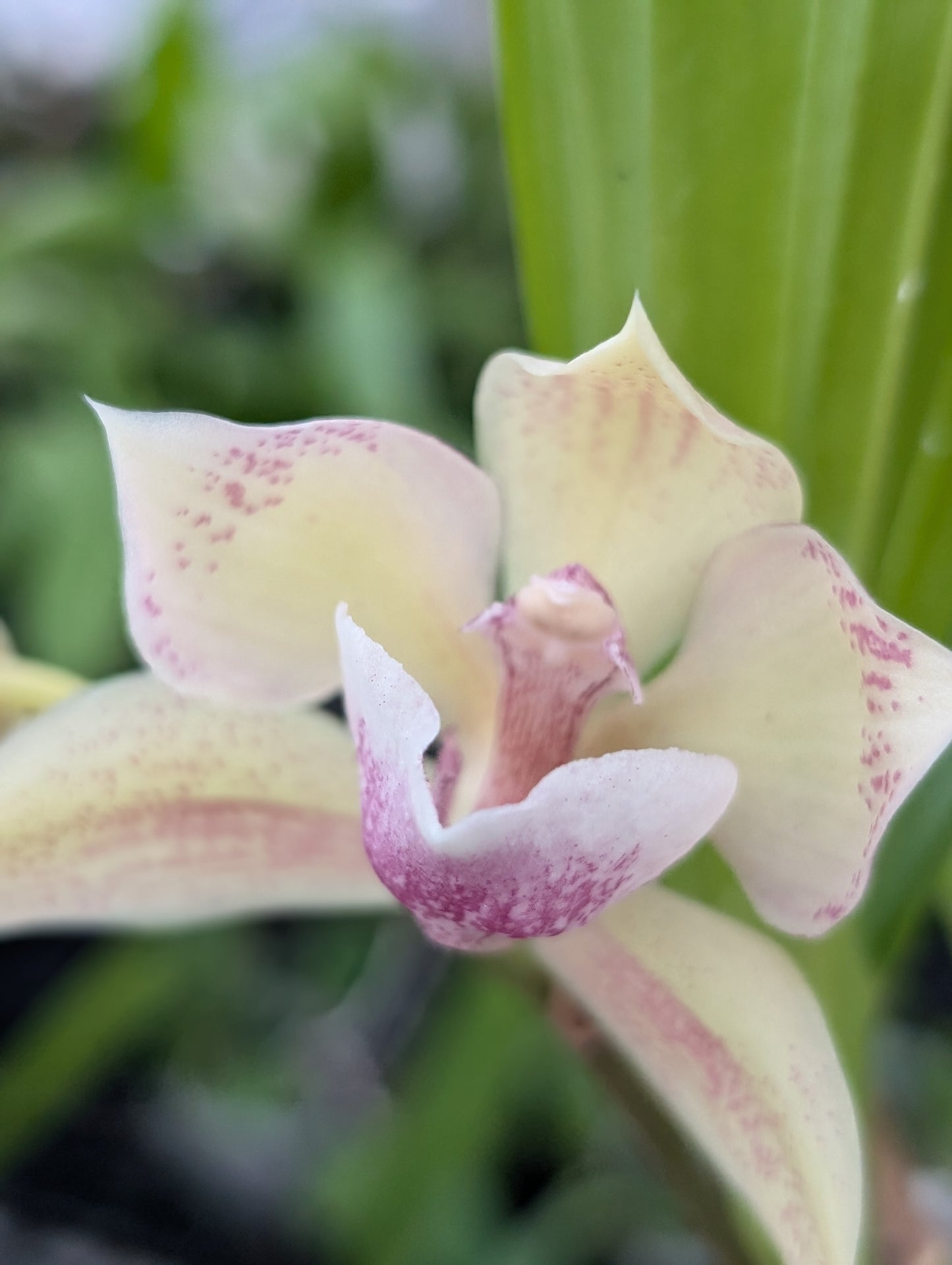 Lmk. Cheyenne Marie 'Pink Ice' | Blooming size not in bloom