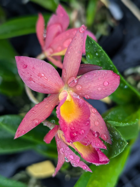 Btv. Red Thompson (B. nodosa x Ctna. Why Not 'Red') | Blooming Size not in bloom