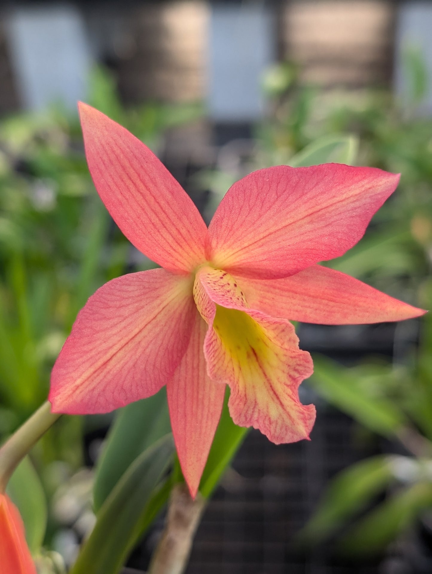 Rby. QF Ka Mana O Ka La (coccinea x David Sander) | Blooming size not in bloom