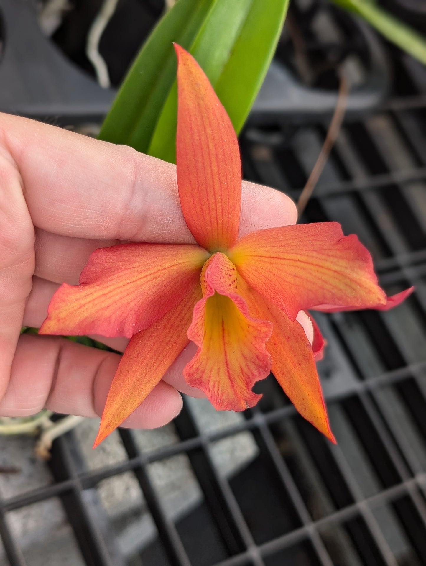 Rby. QF Ka Mana O Ka La (coccinea x David Sander) | Blooming size not in bloom