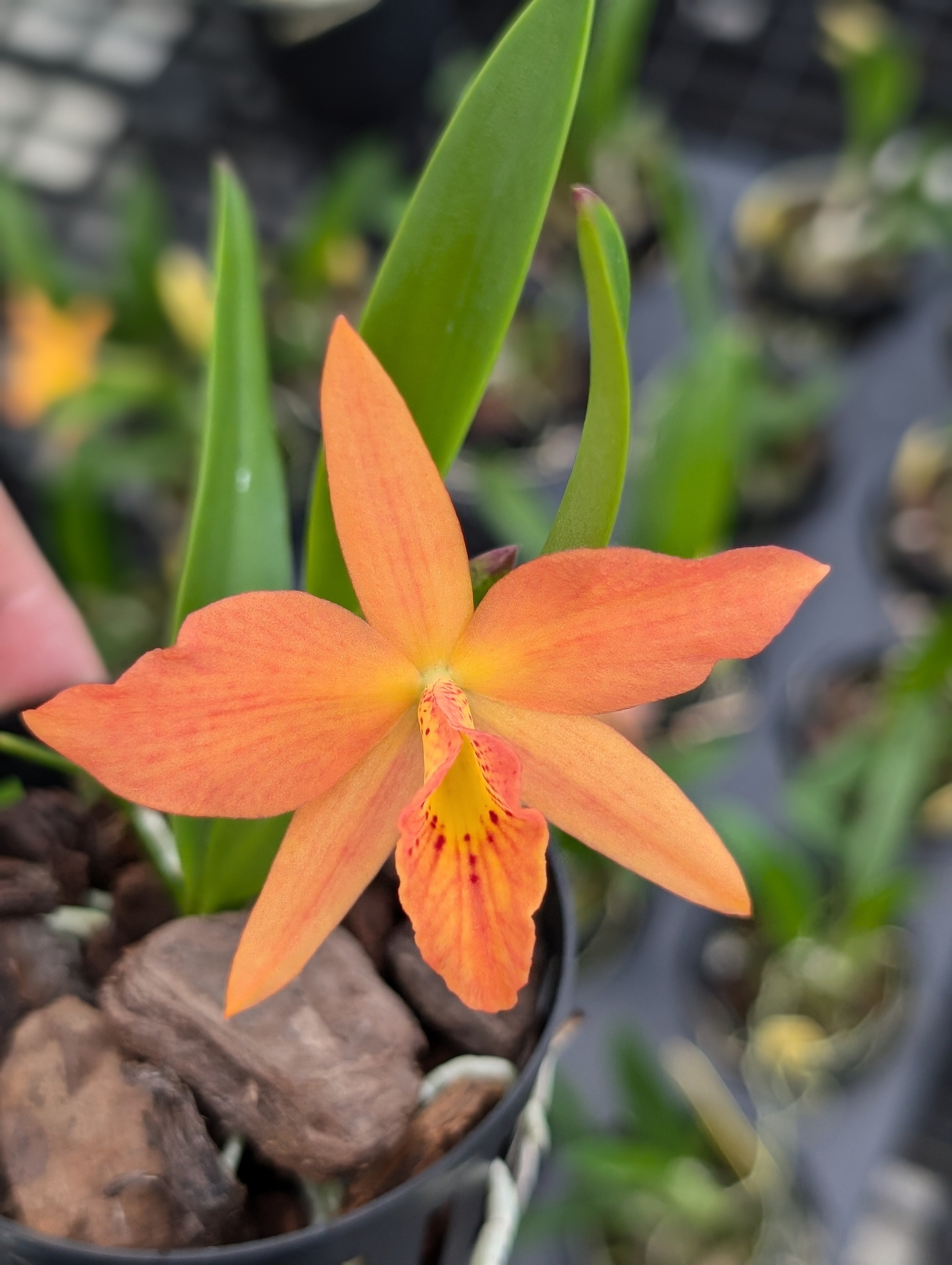 Mini Cattleya Orchid Not Bloomed Bloom Size 4 Plants 4” Pots hotsell Well Established