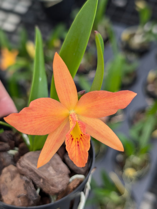 Bc. Edna (B. nodosa x C. coccinea) | NBS