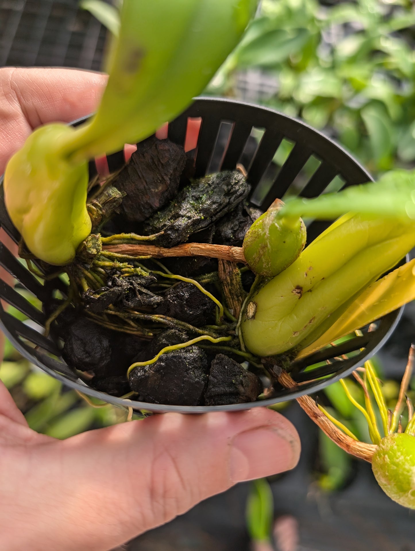 Bulbophyllum careyanum | Blooming size not in bloom