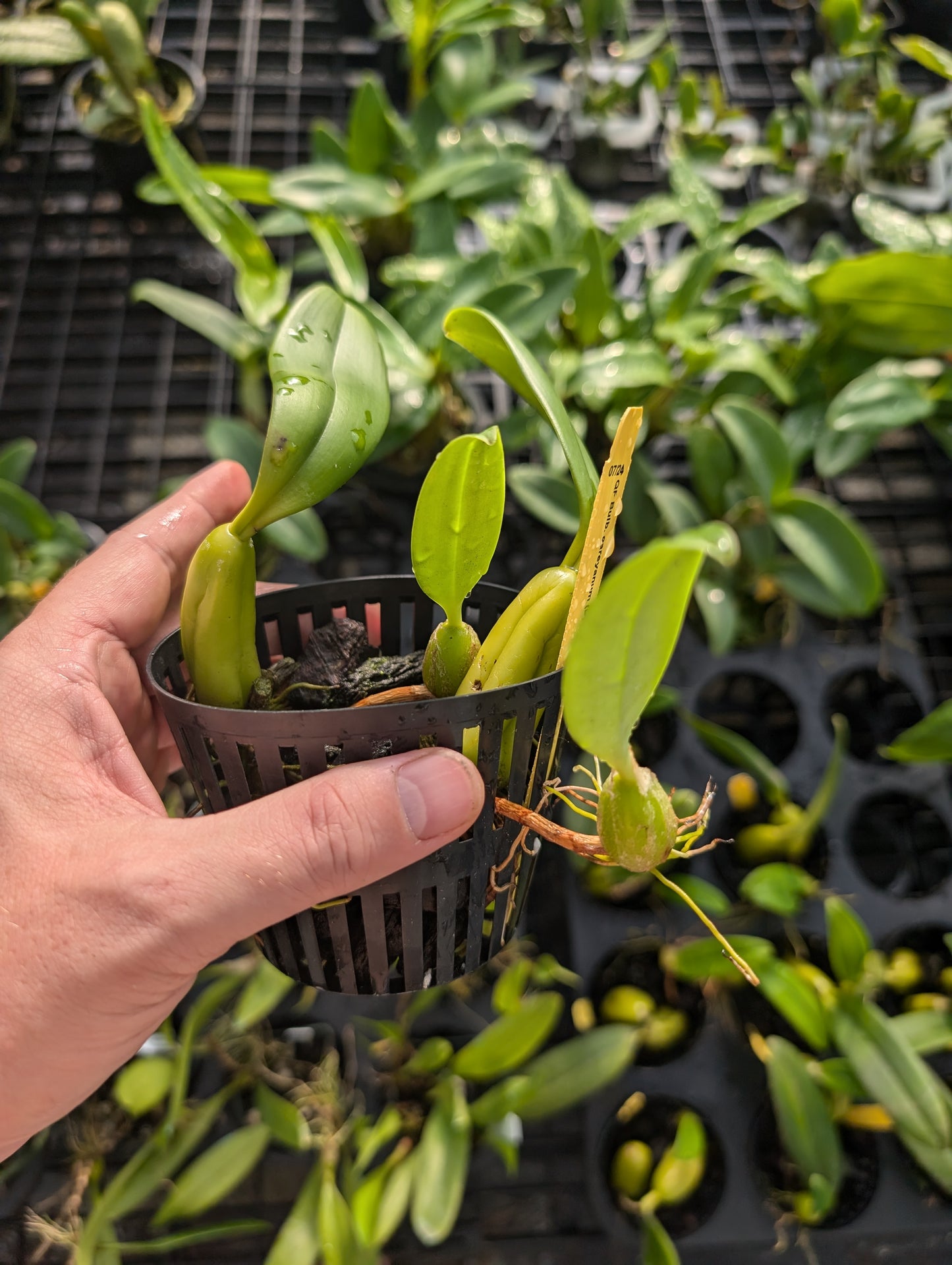 Bulbophyllum careyanum | Blooming size not in bloom