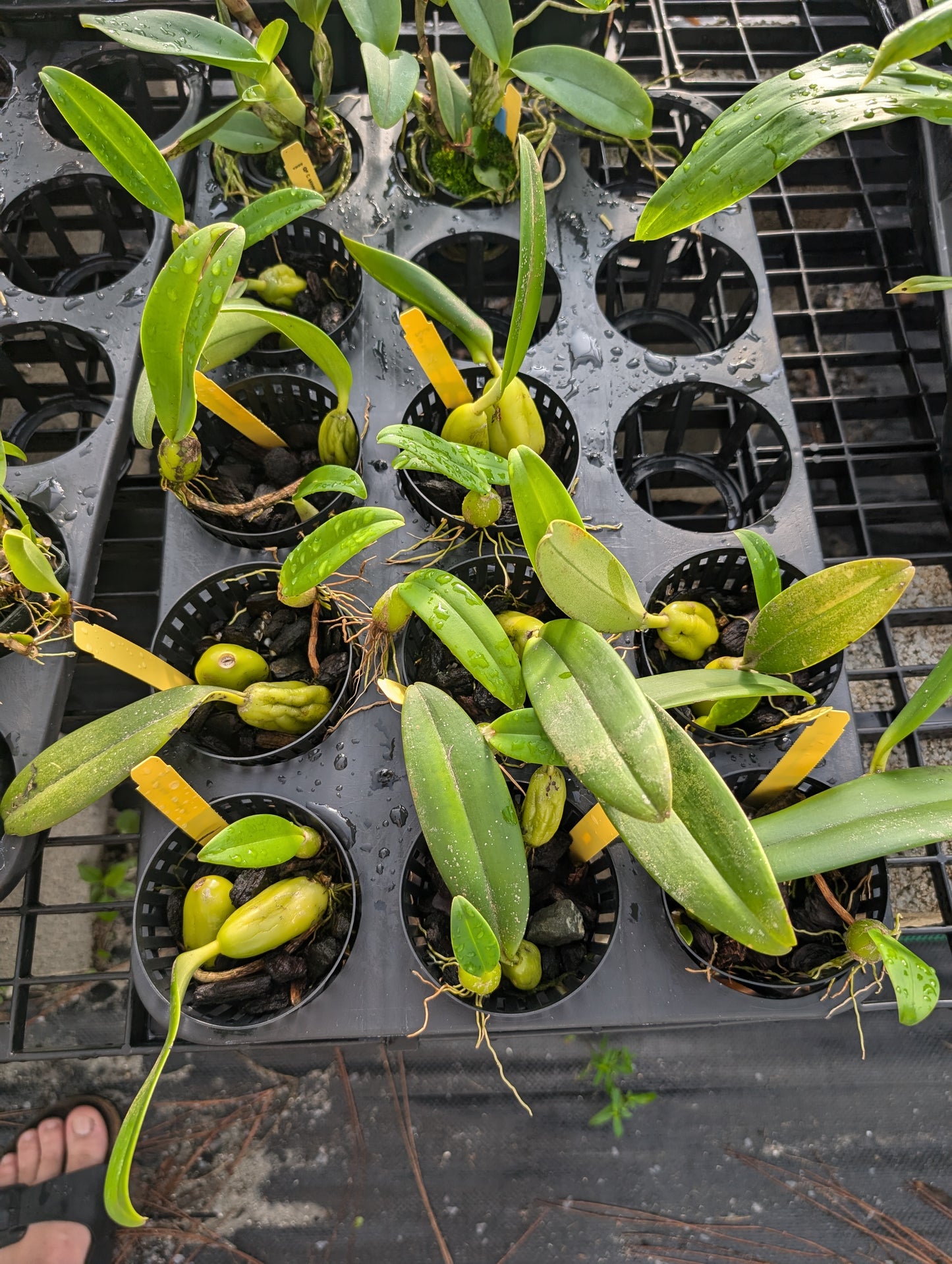 Bulbophyllum careyanum | Blooming size not in bloom